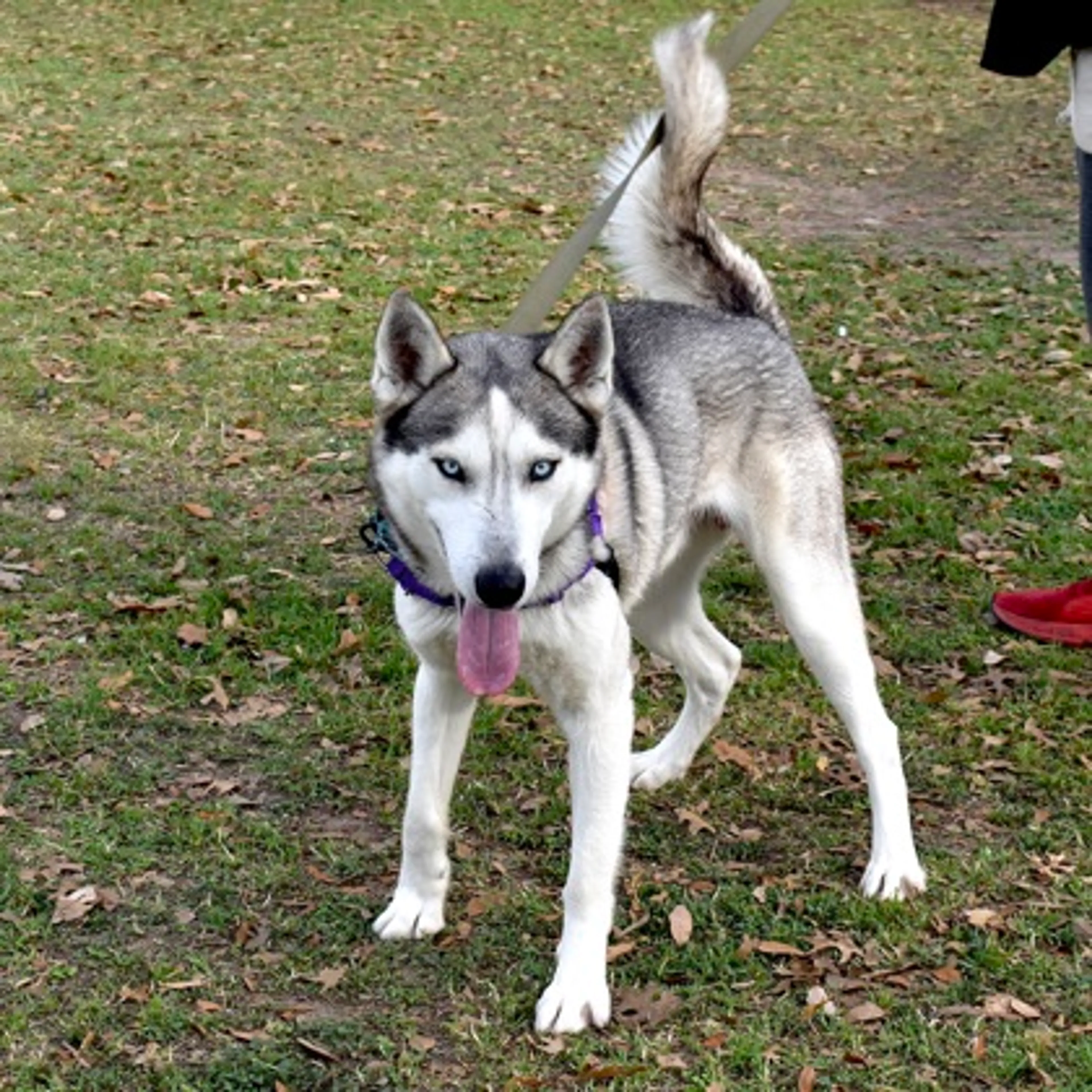 Found pet-1