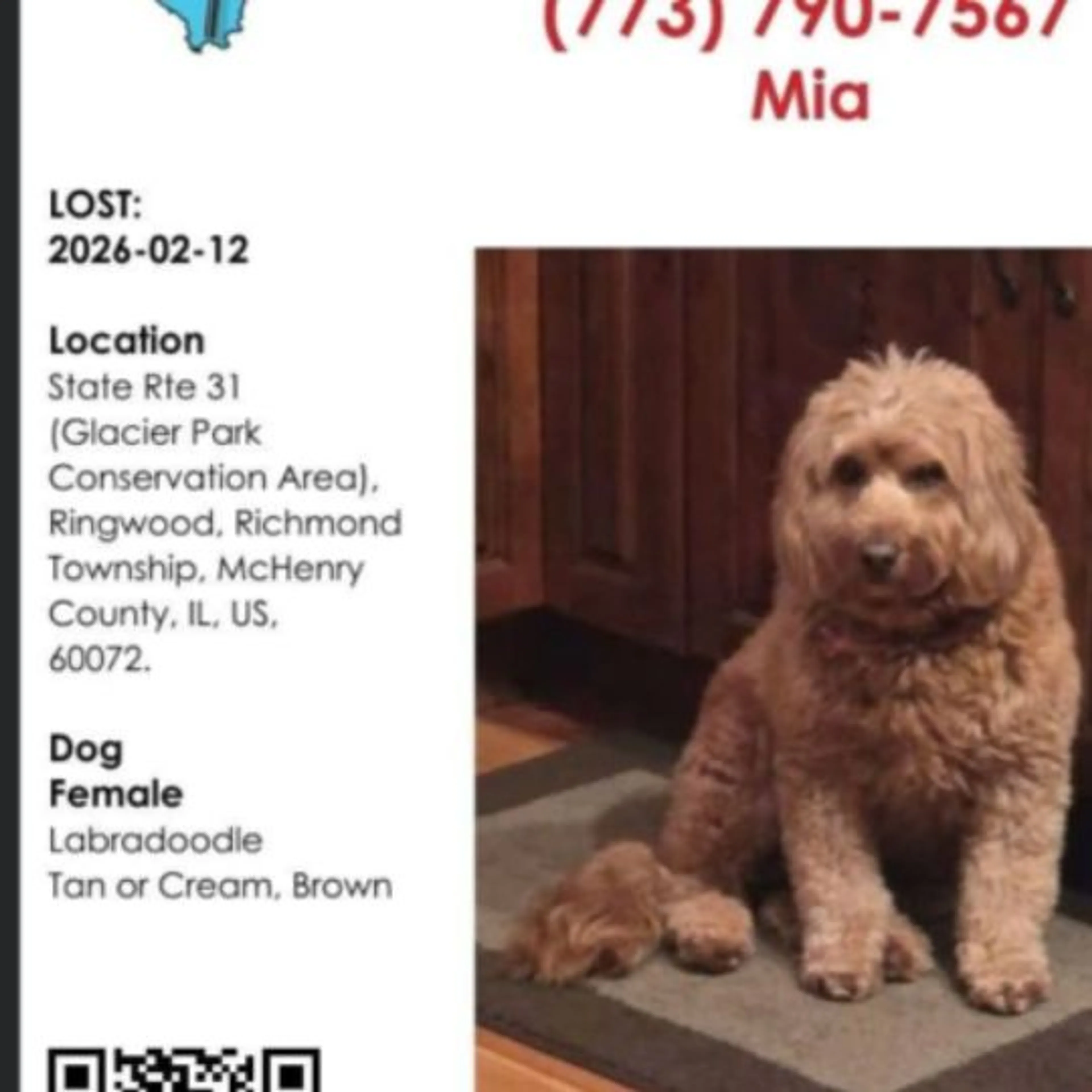 Lost pet