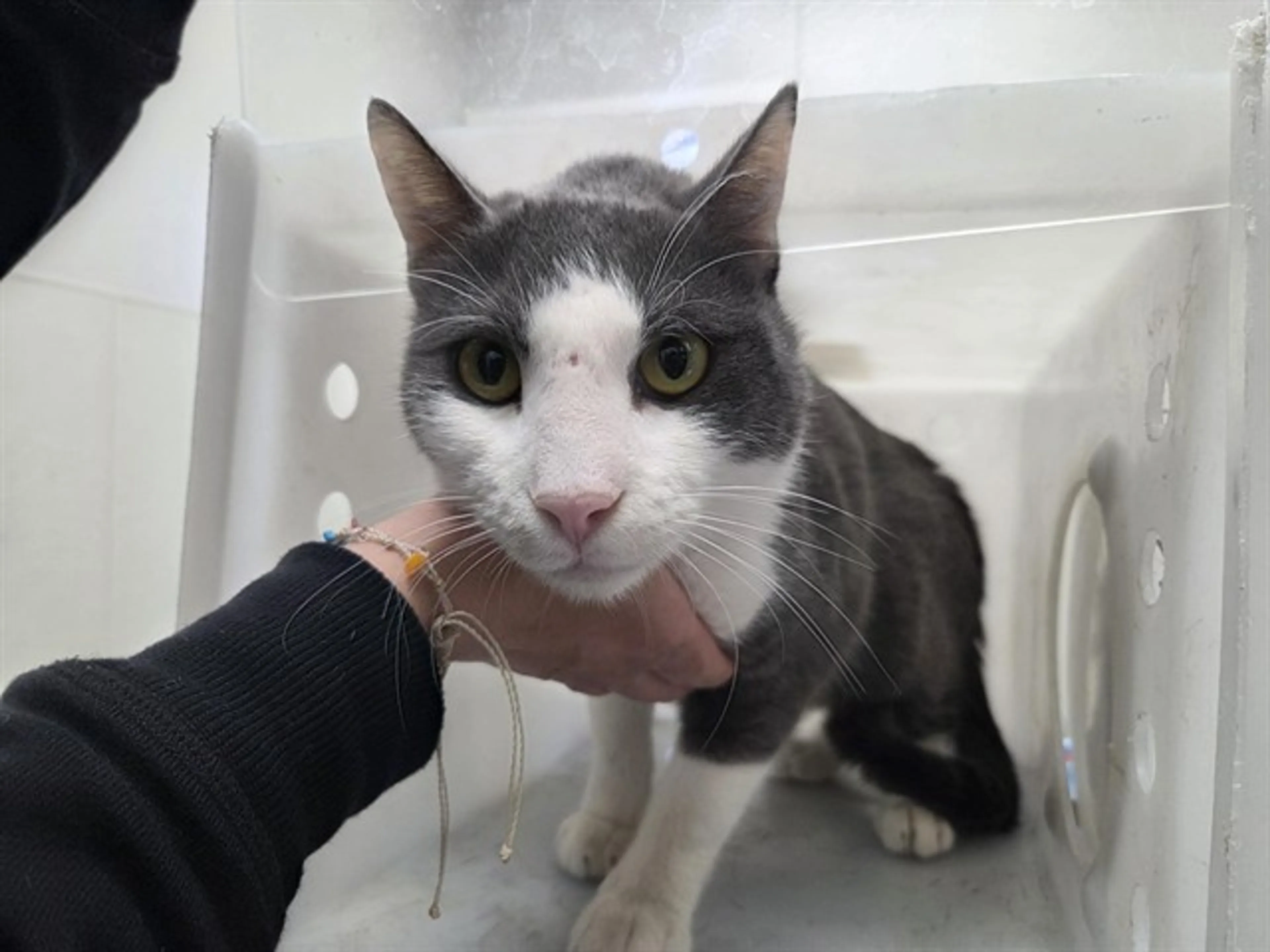 Found pet