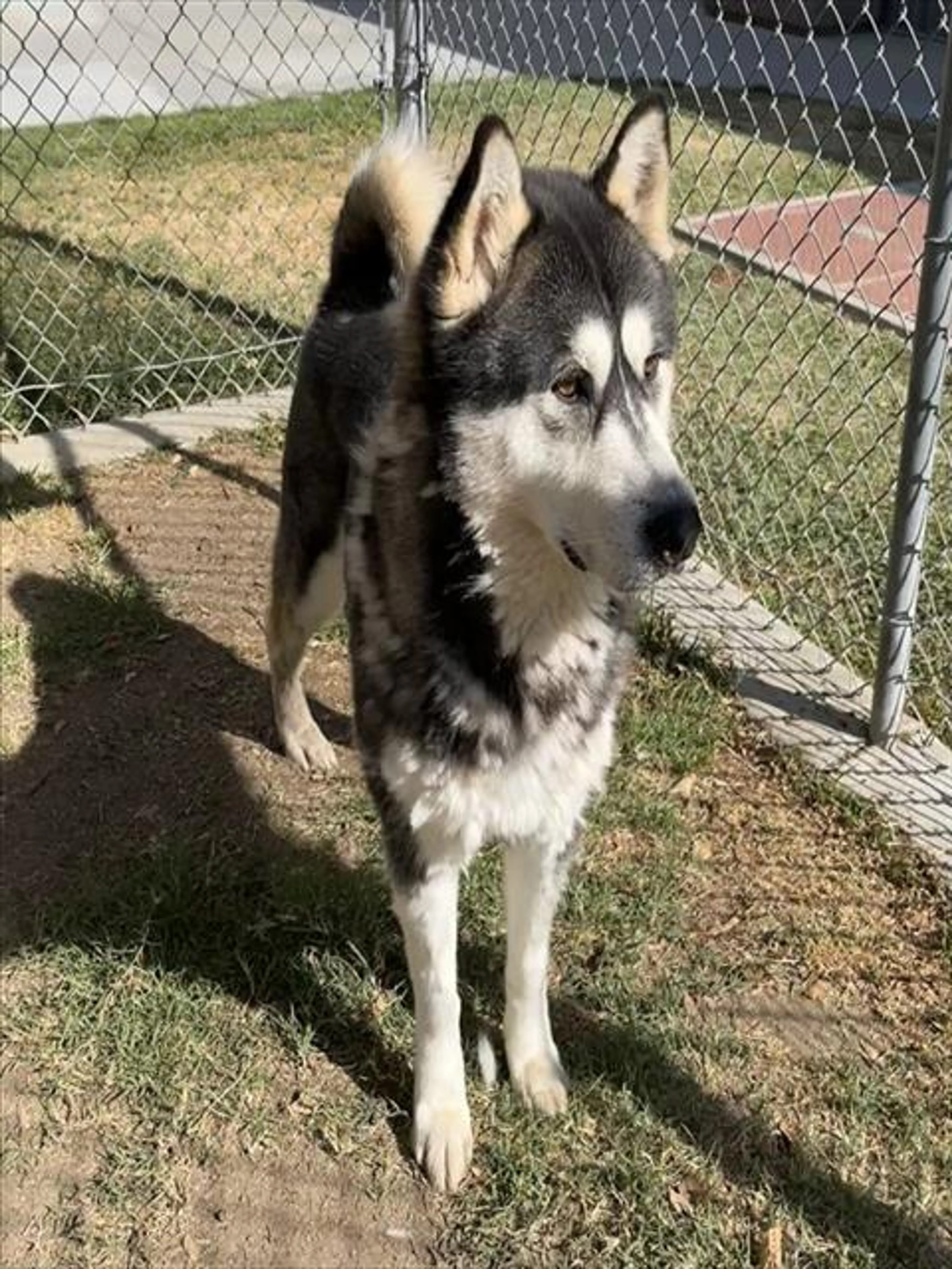 Found pet