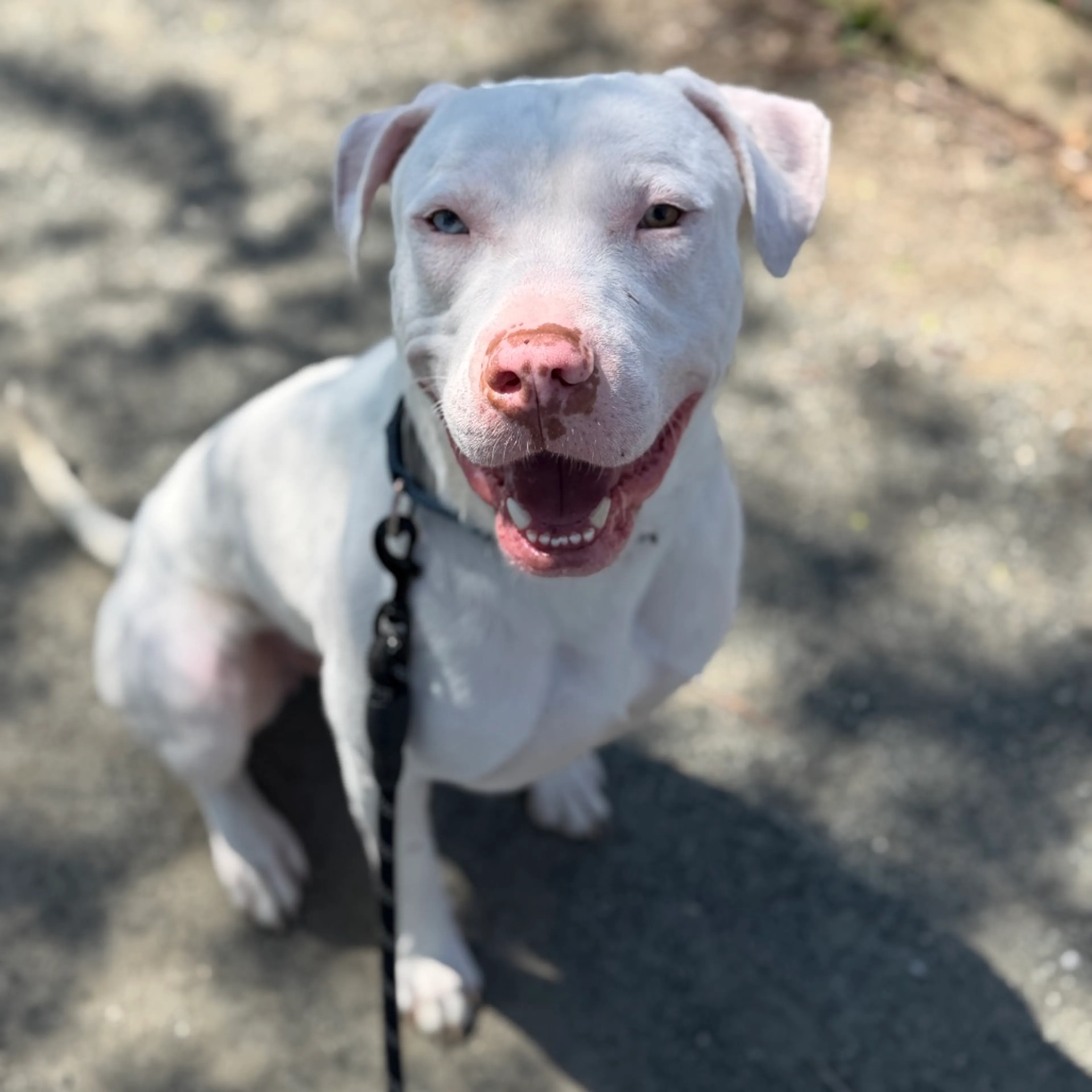 Found pet-1
