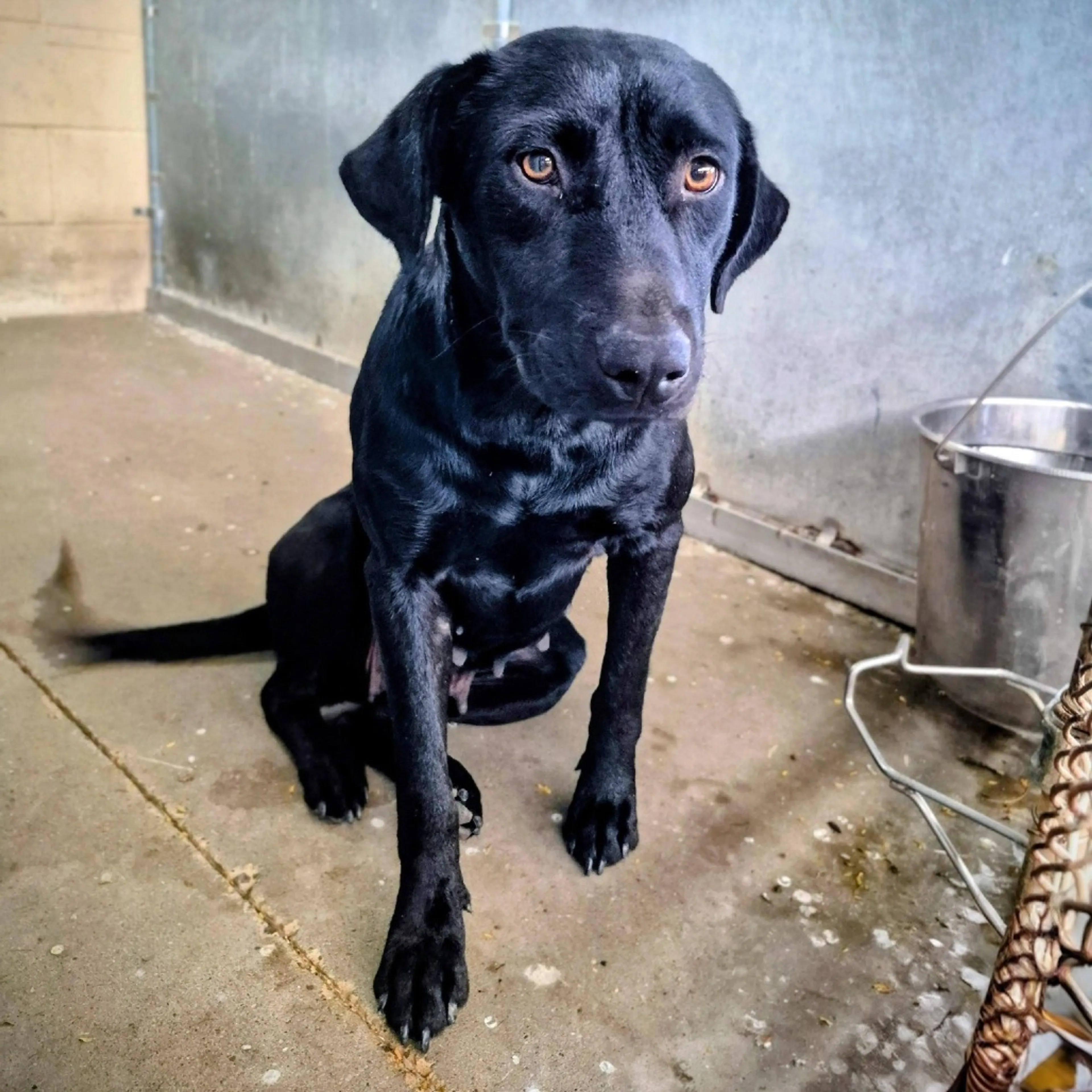 Found pet-2
