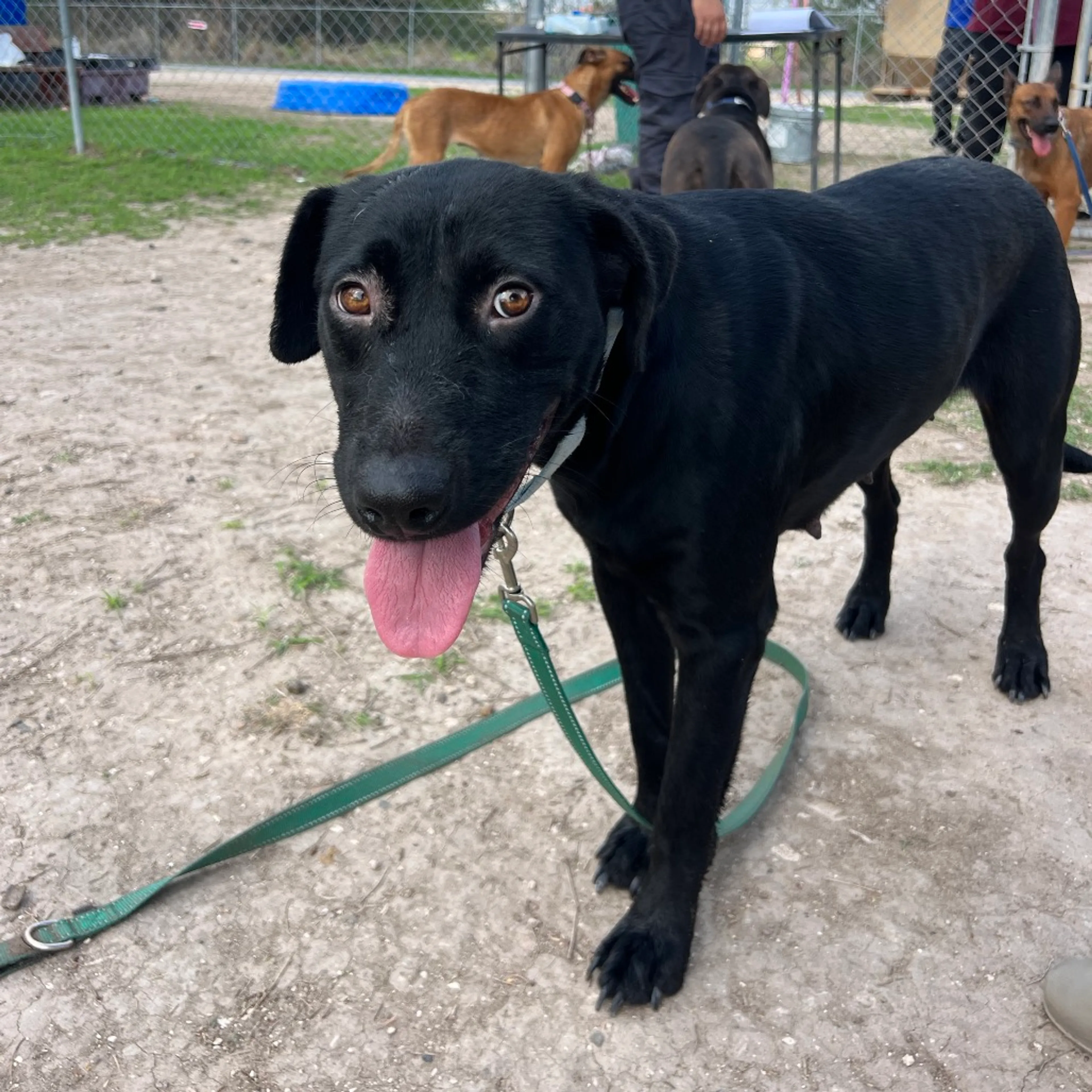 Found pet-3