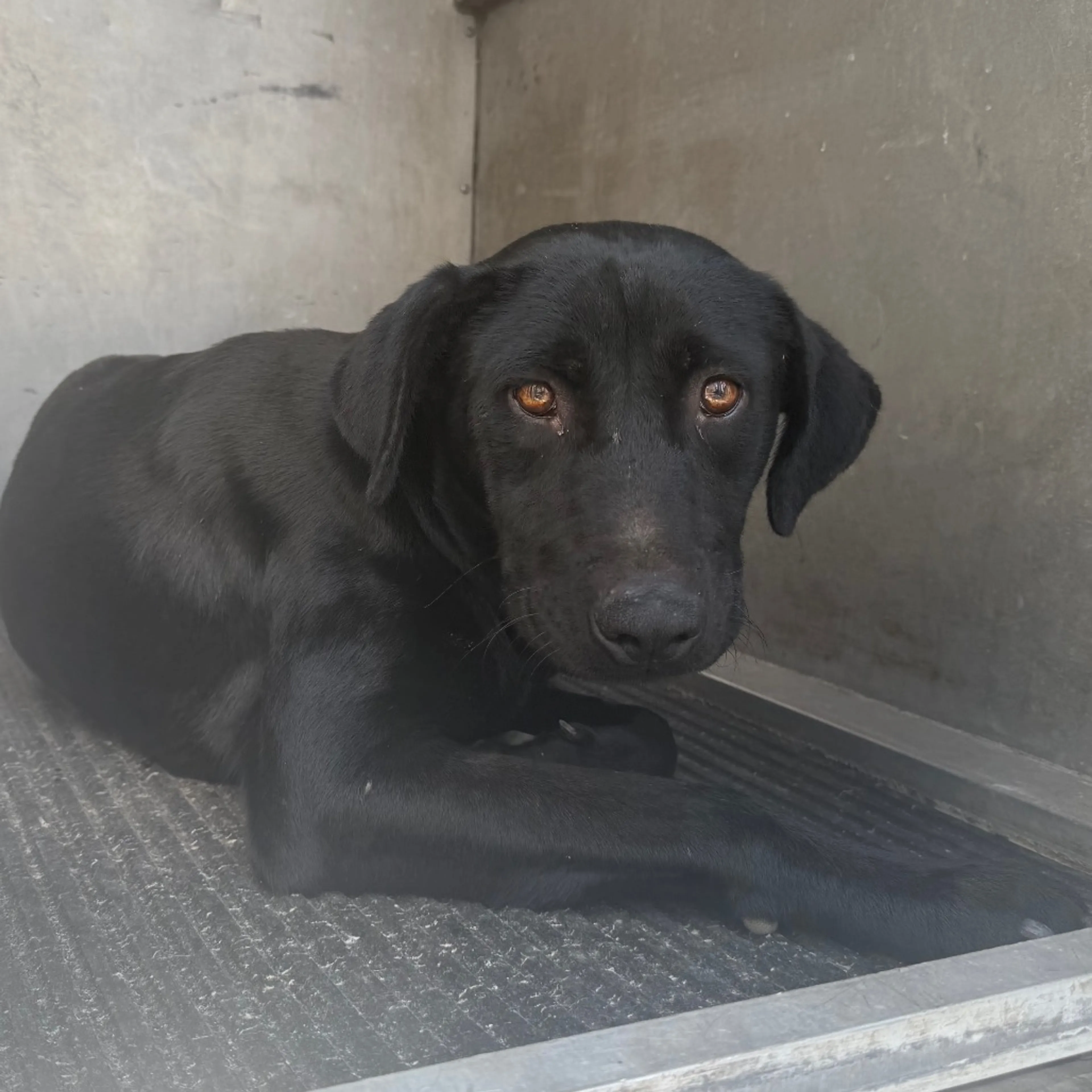 Found pet-1