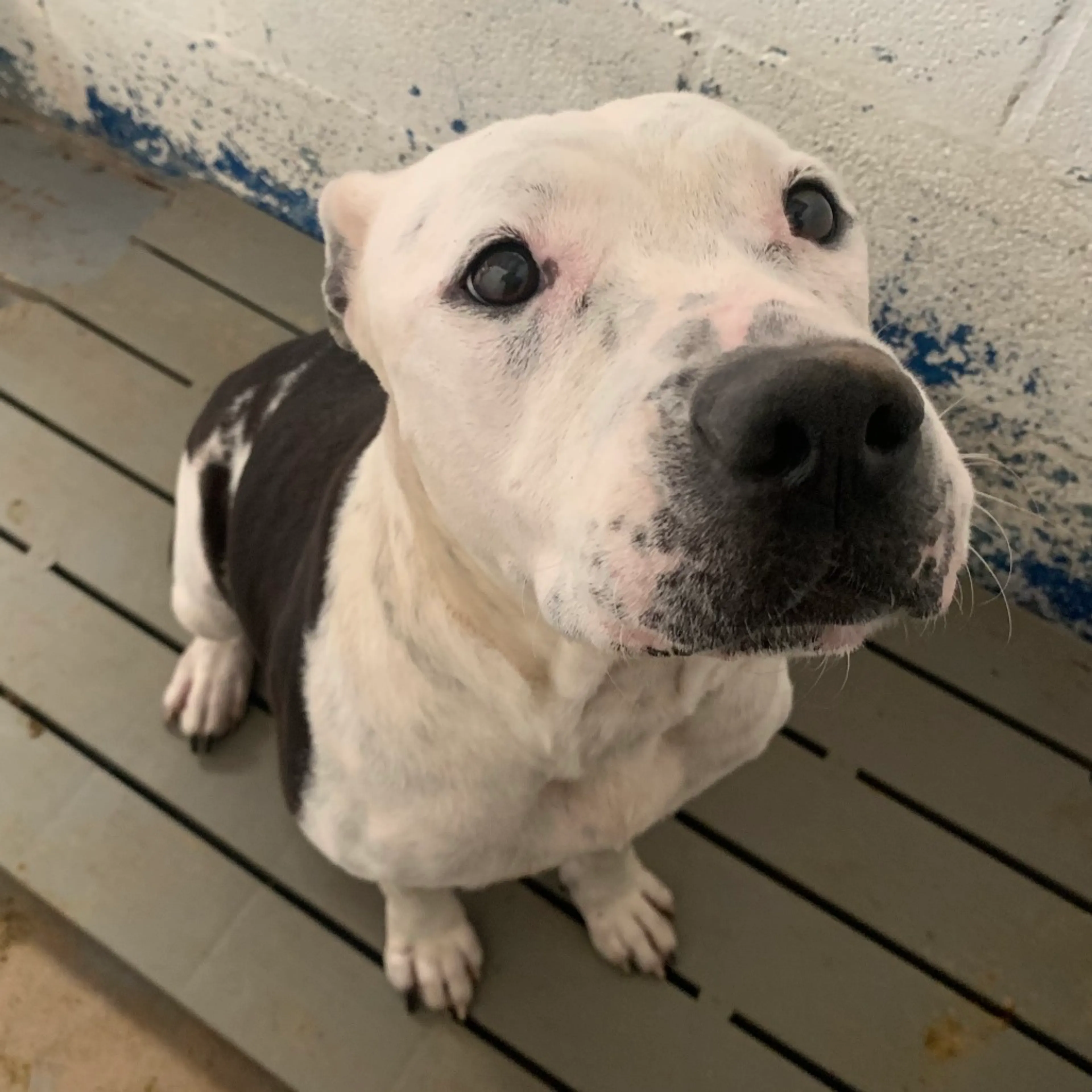 Found pet-4