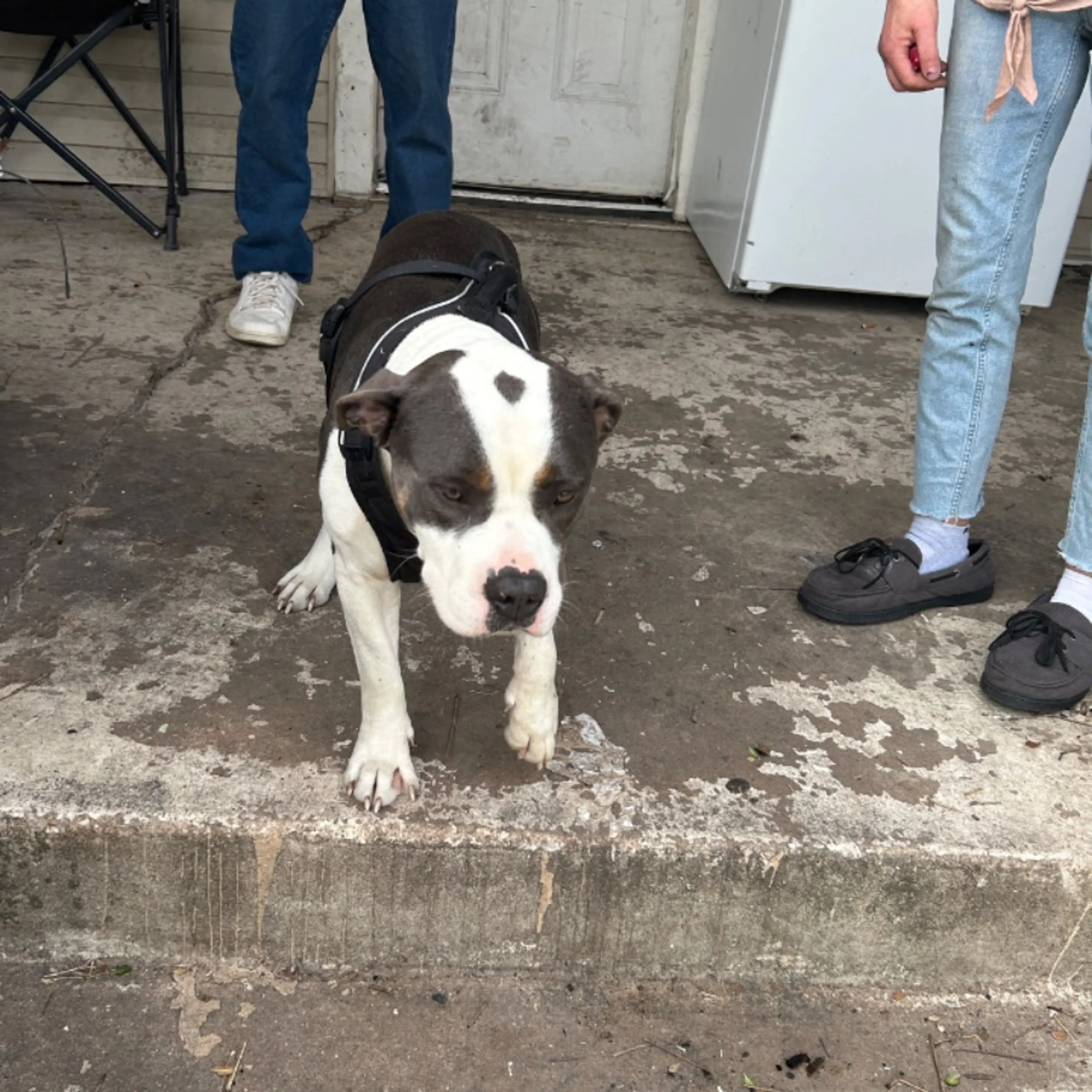 Found pet