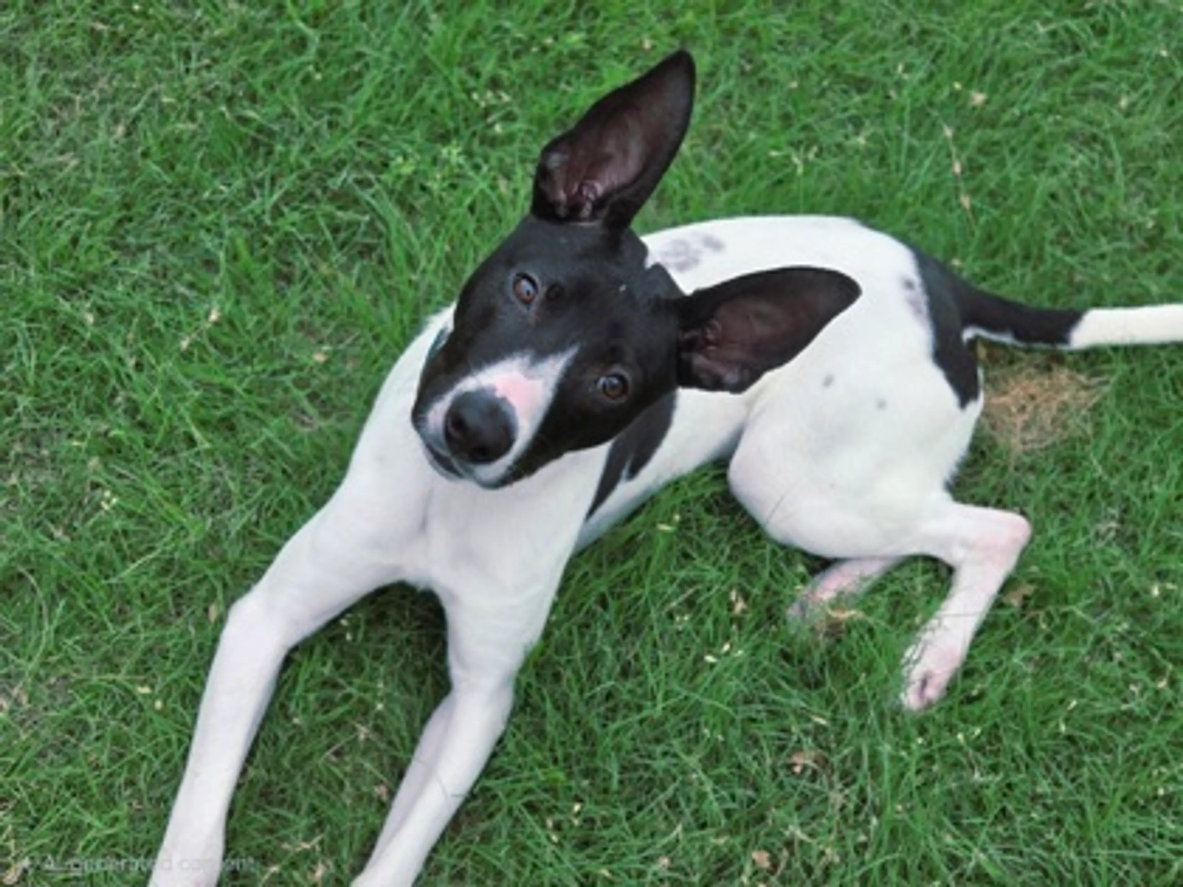 Found pet-1