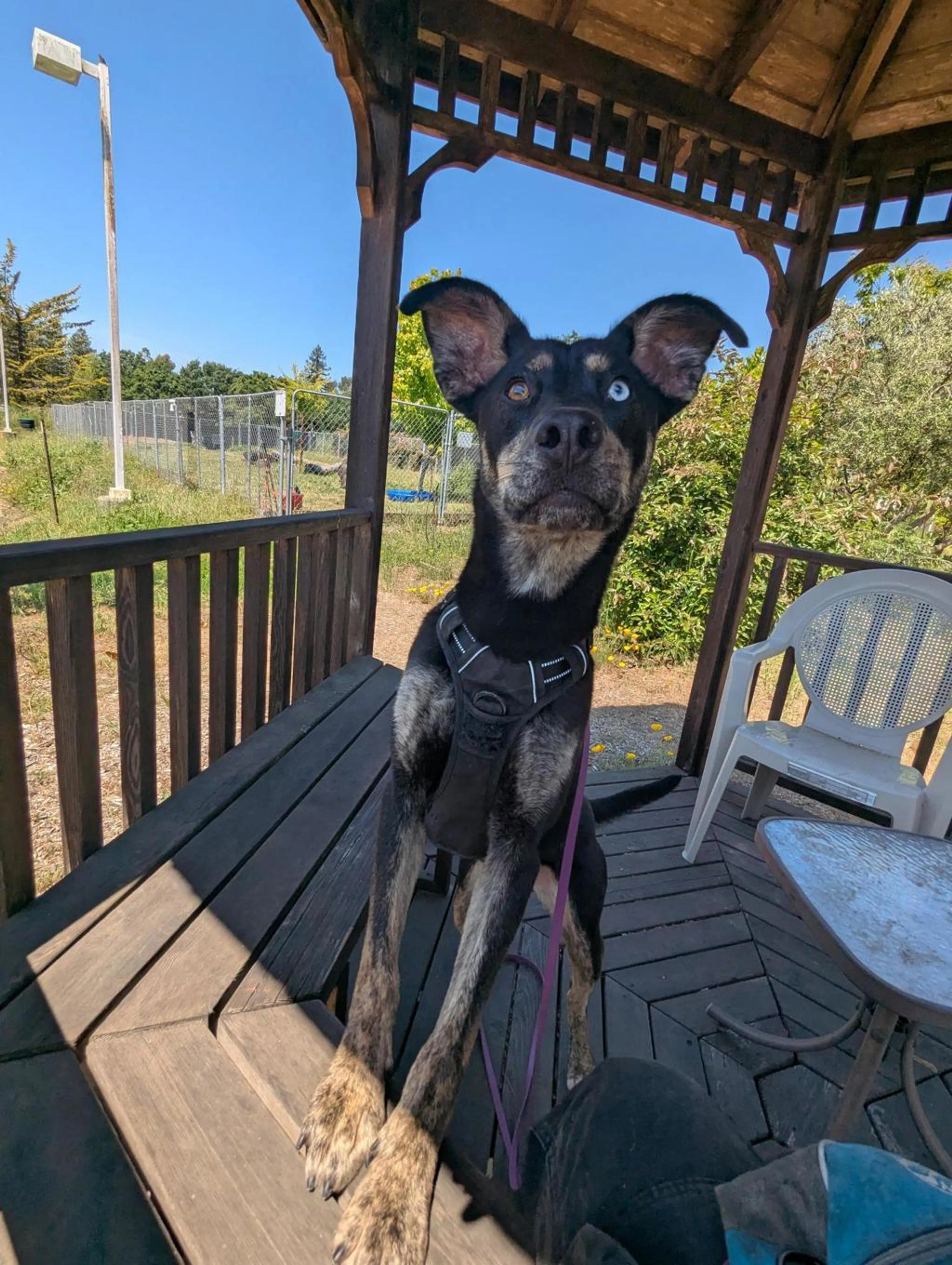 Found pet-2