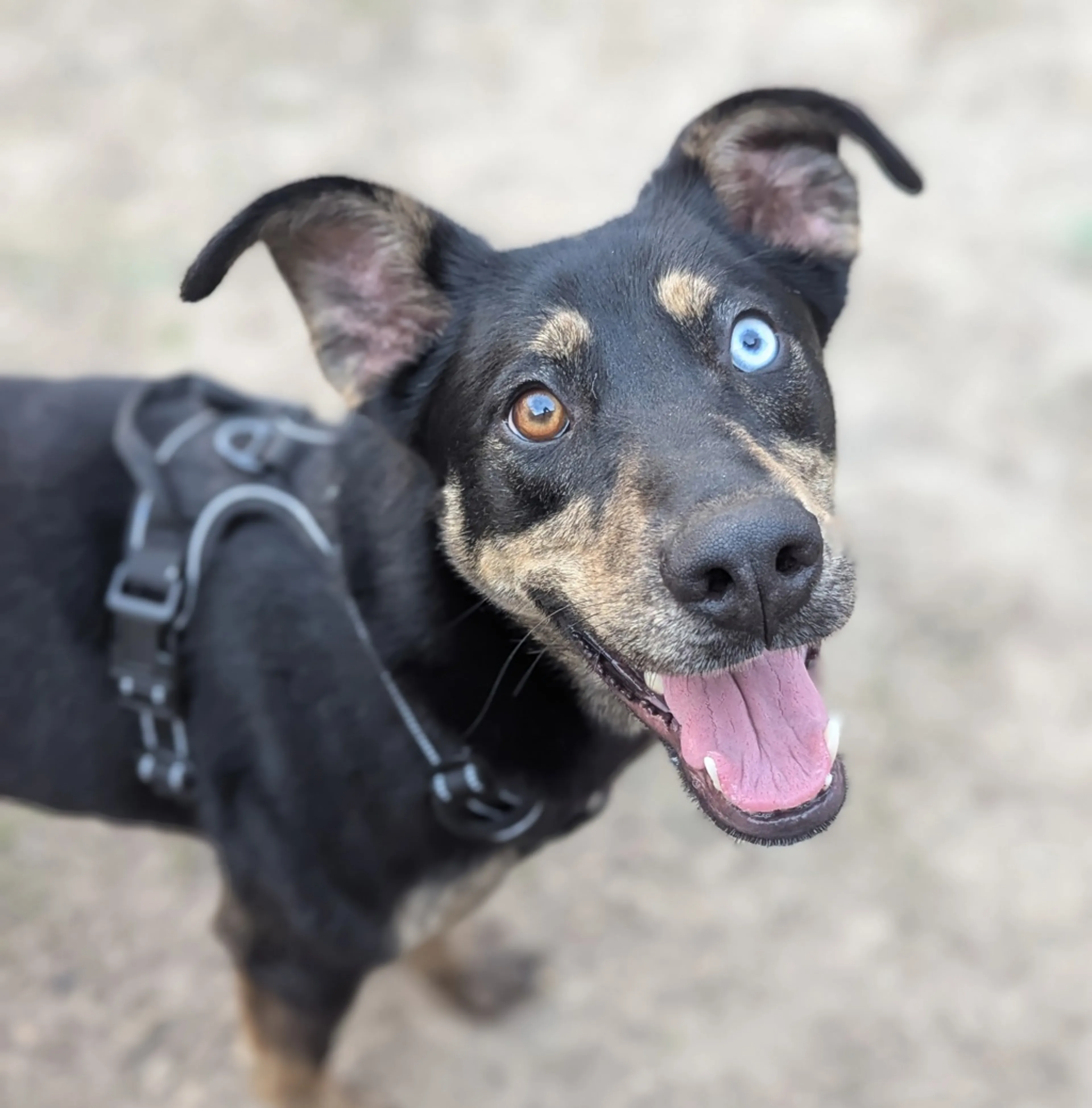 Found pet-8