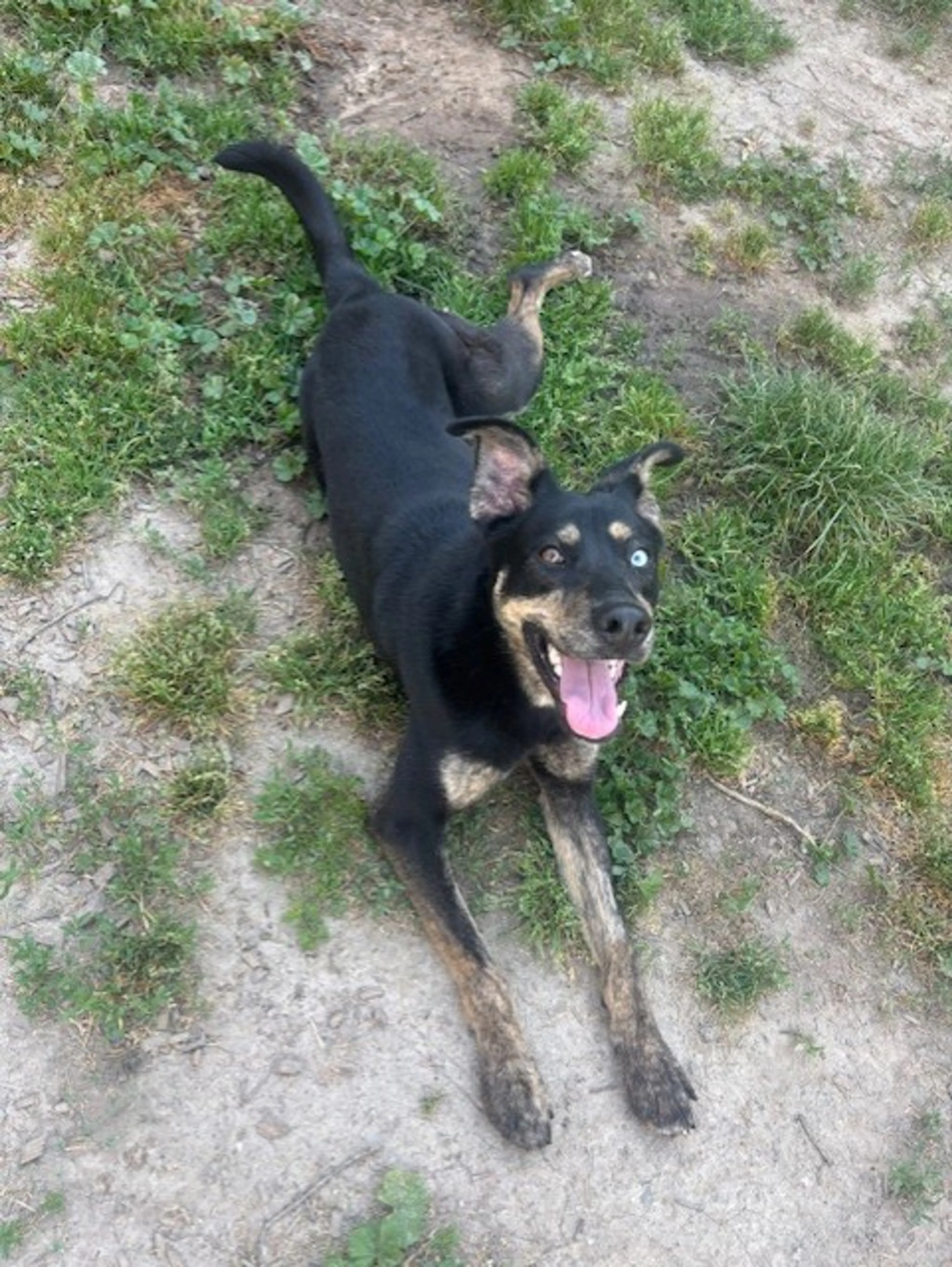 Found pet-6