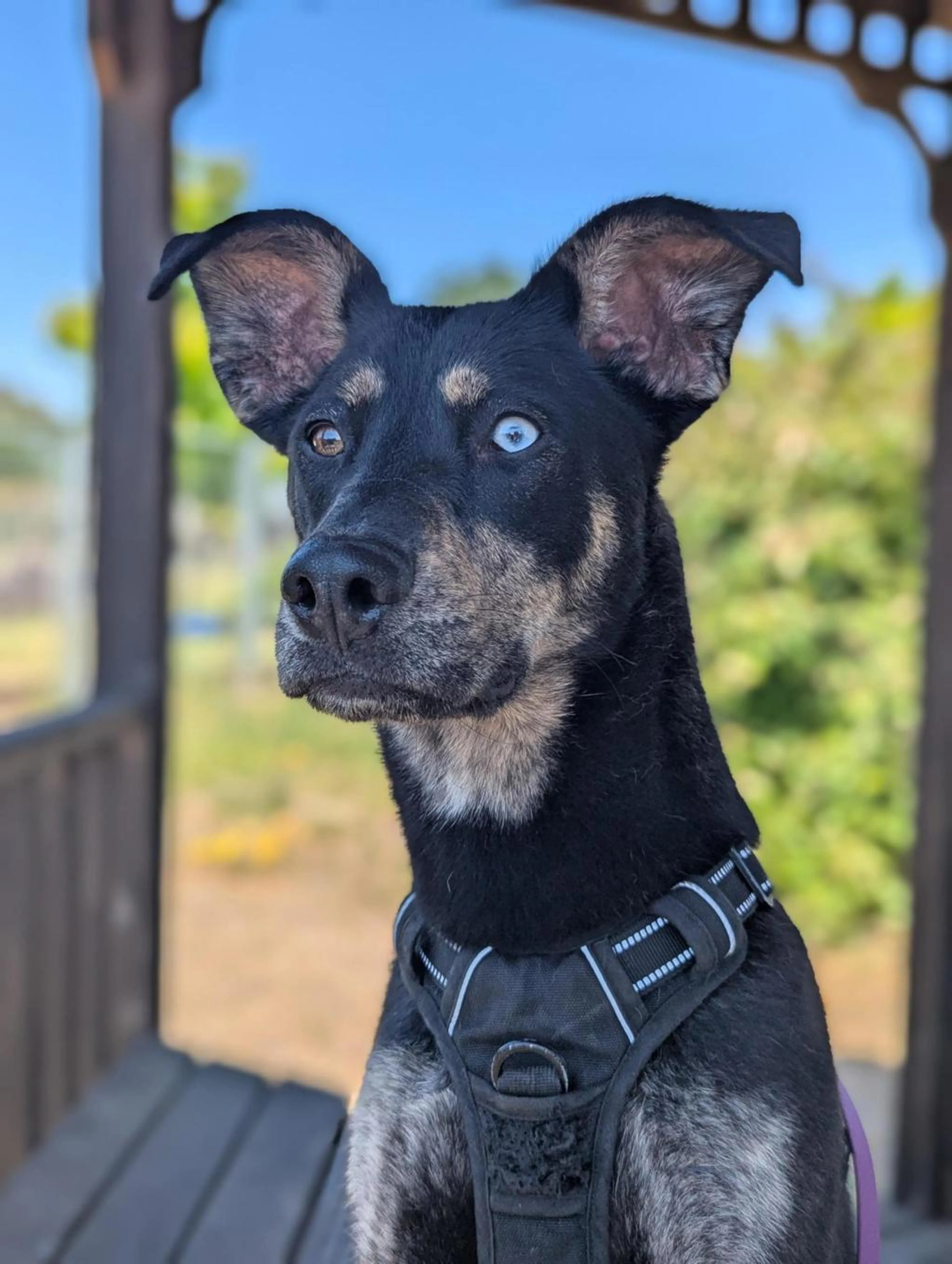 Found pet-4