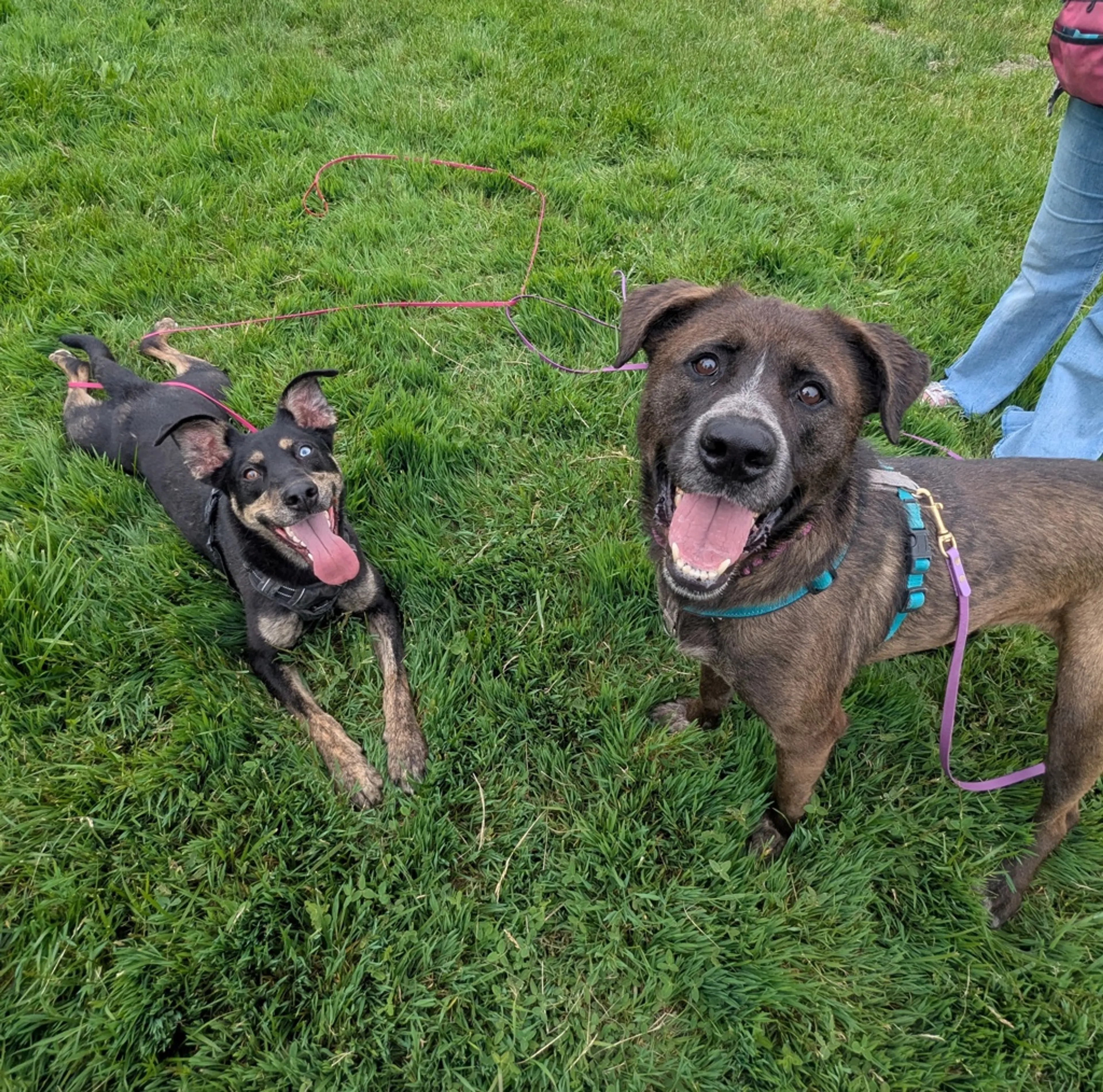 Found pet-5