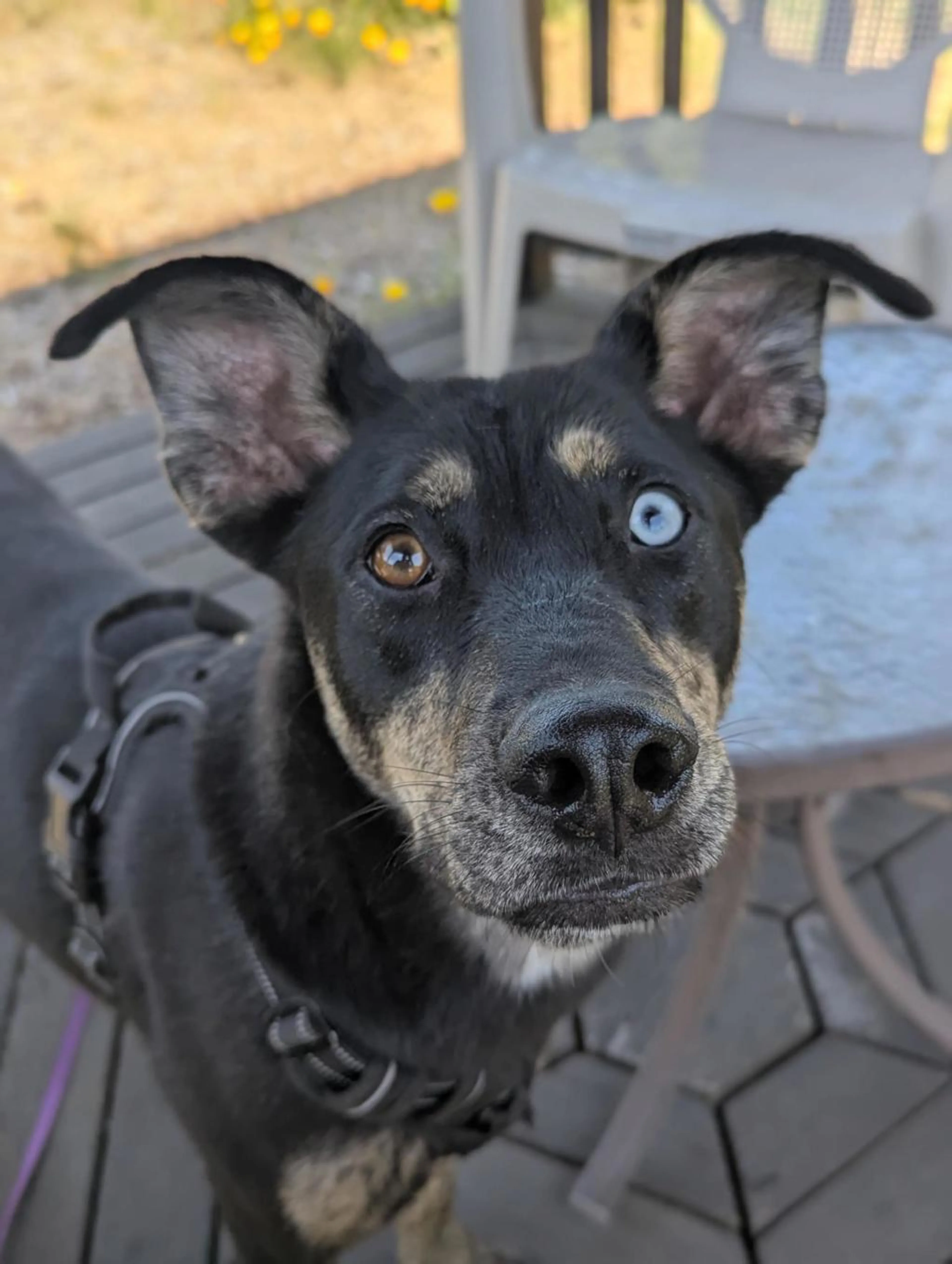 Found pet-3