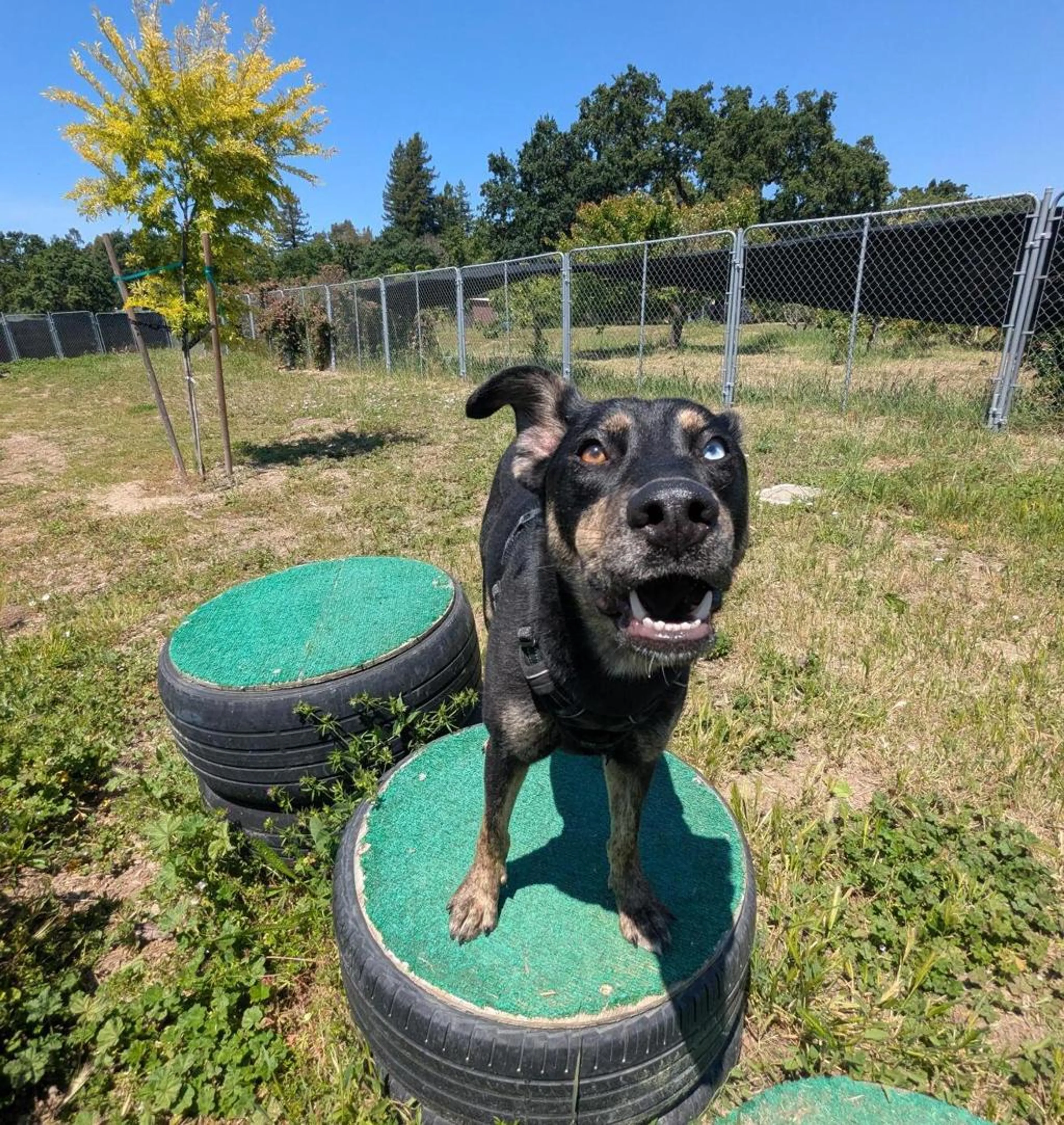 Found pet-1