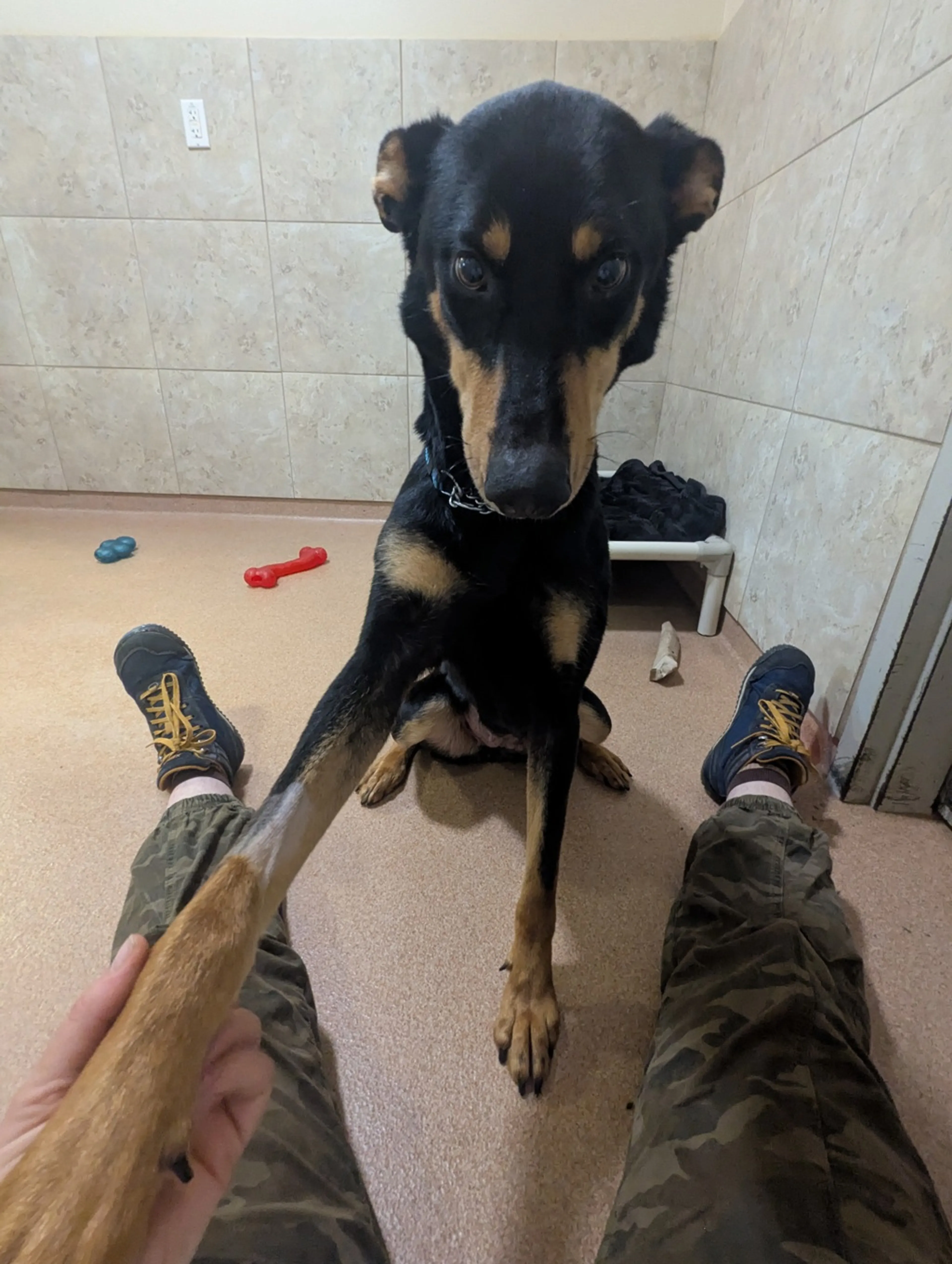 Found pet-8