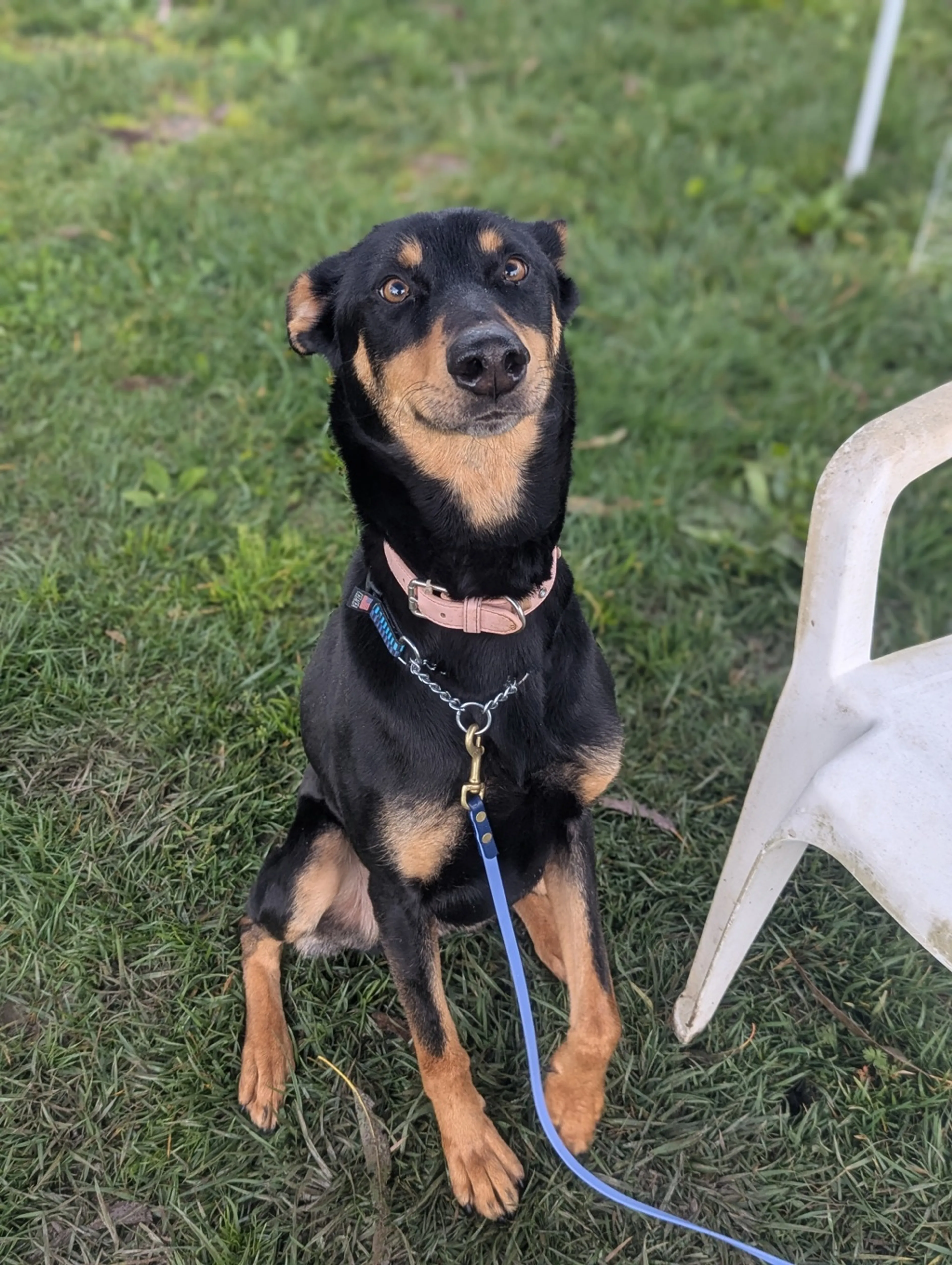 Found pet-10