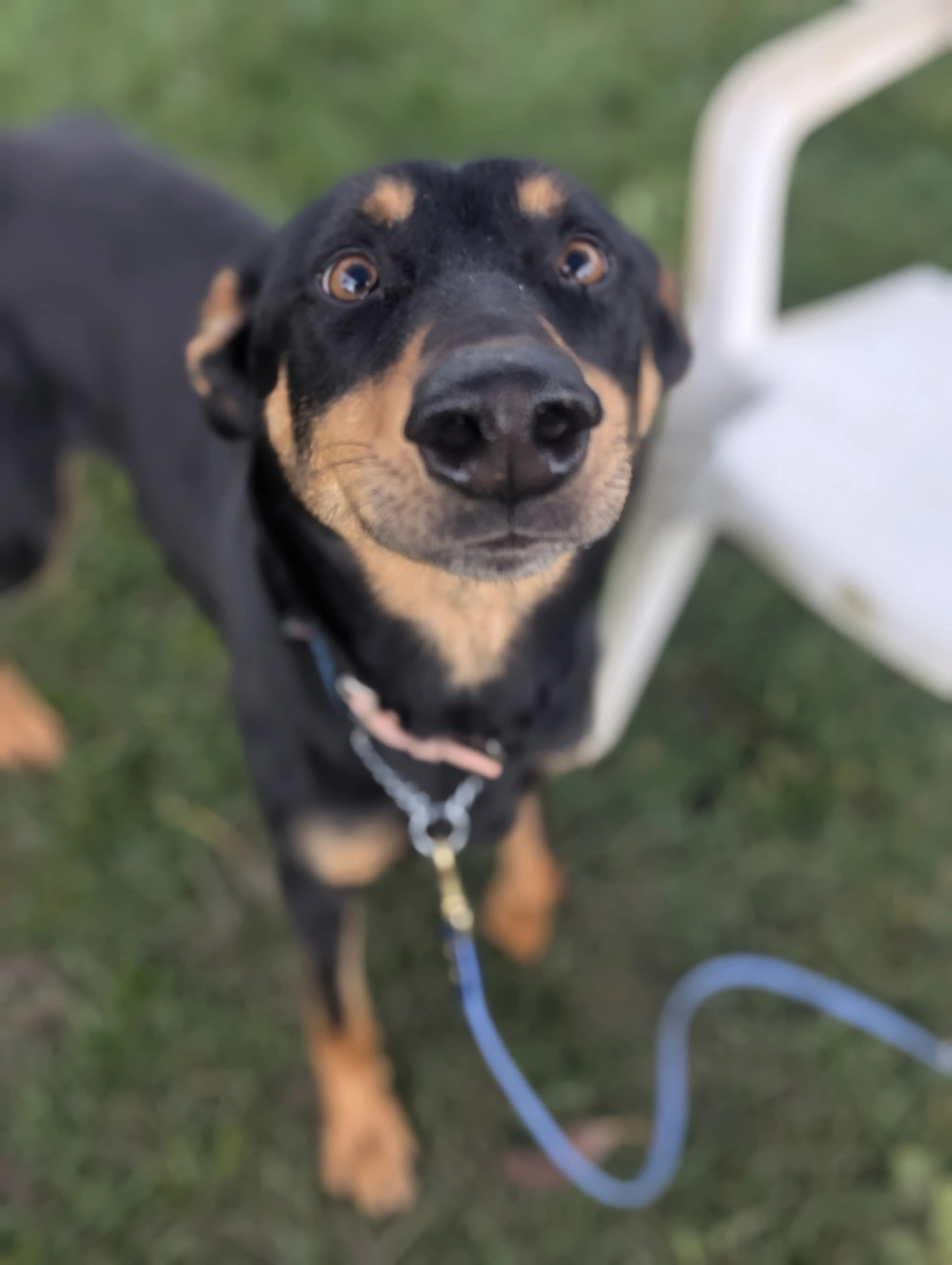 Found pet-3
