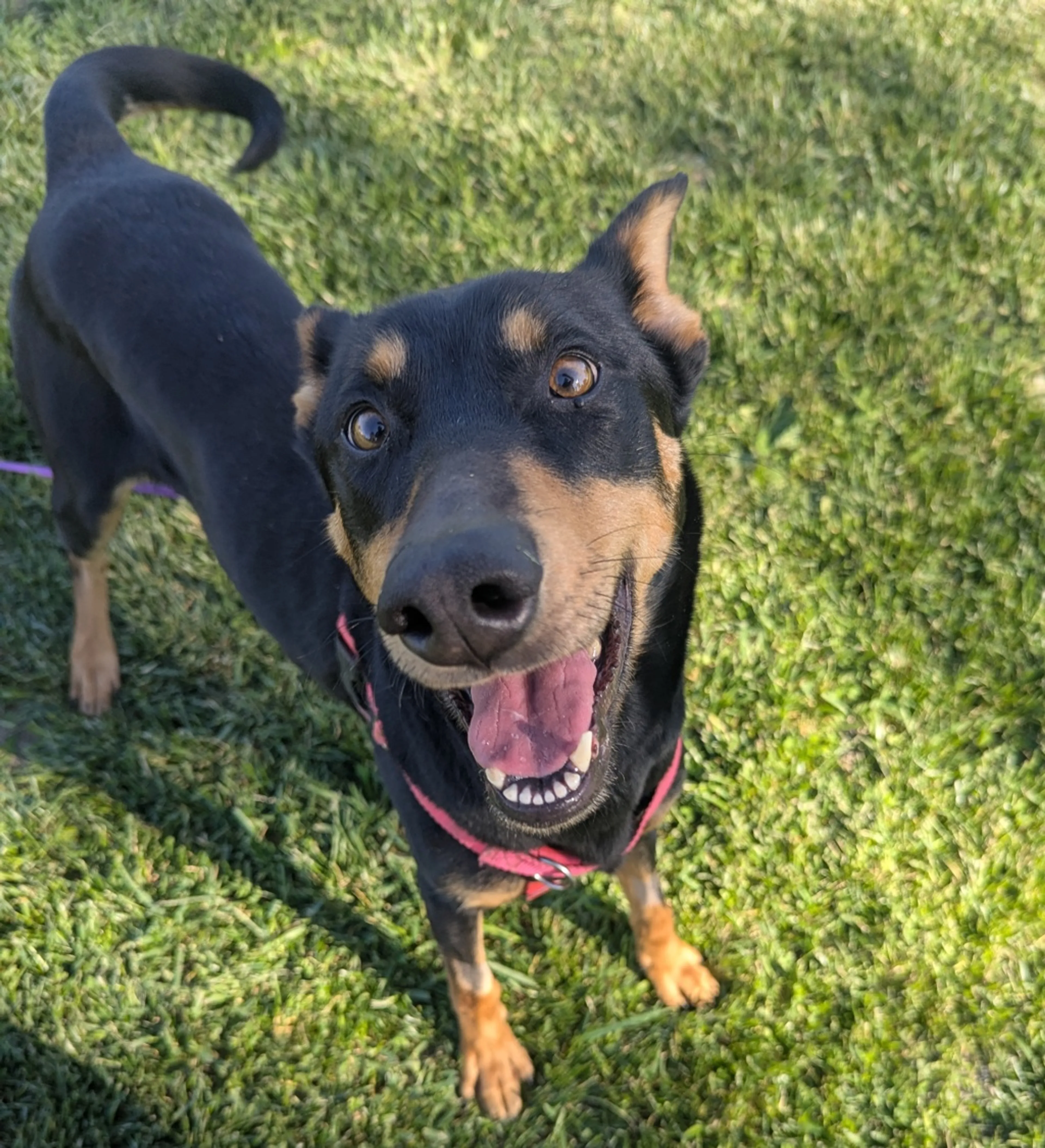 Found pet-2