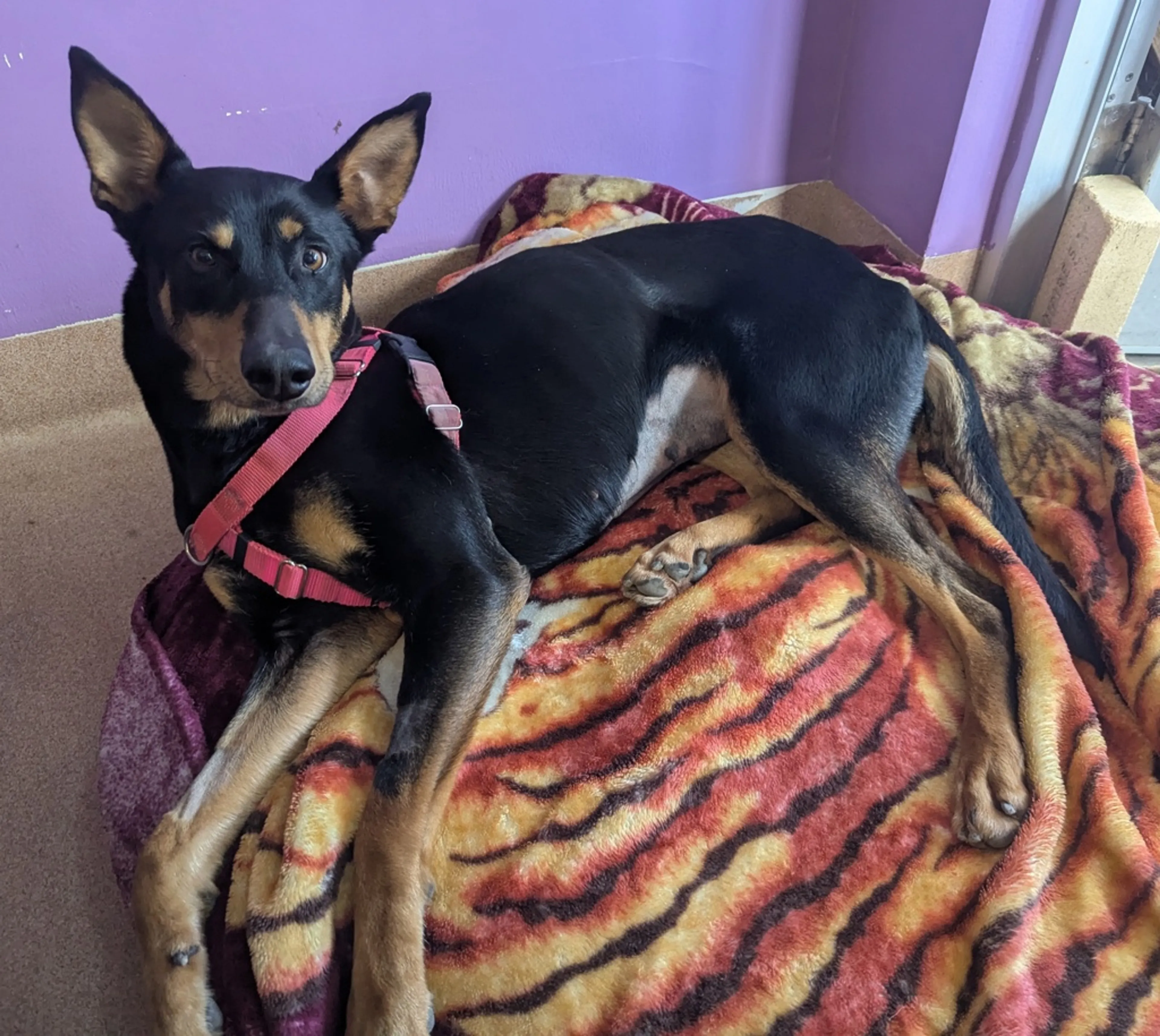 Found pet-1
