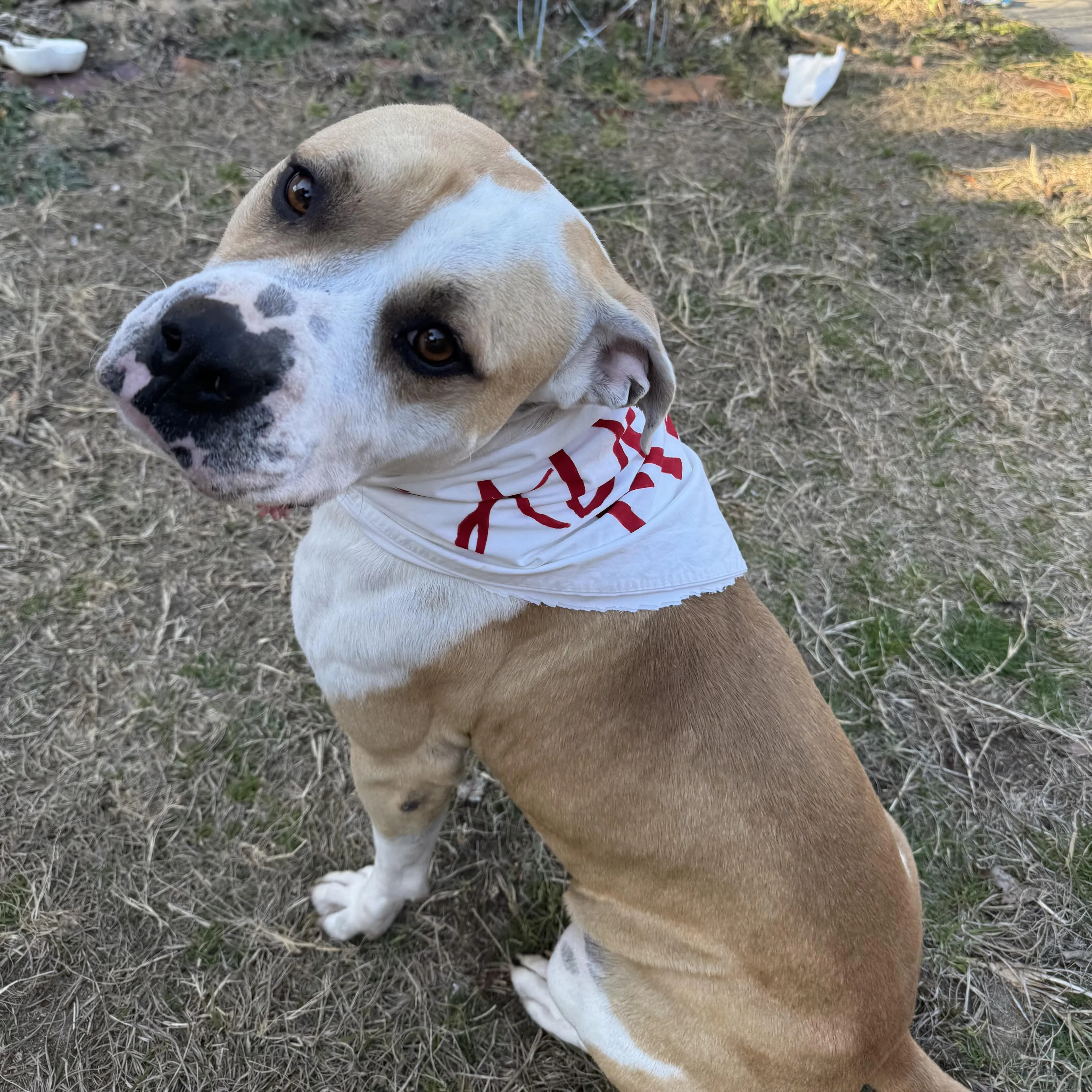 Found pet-4
