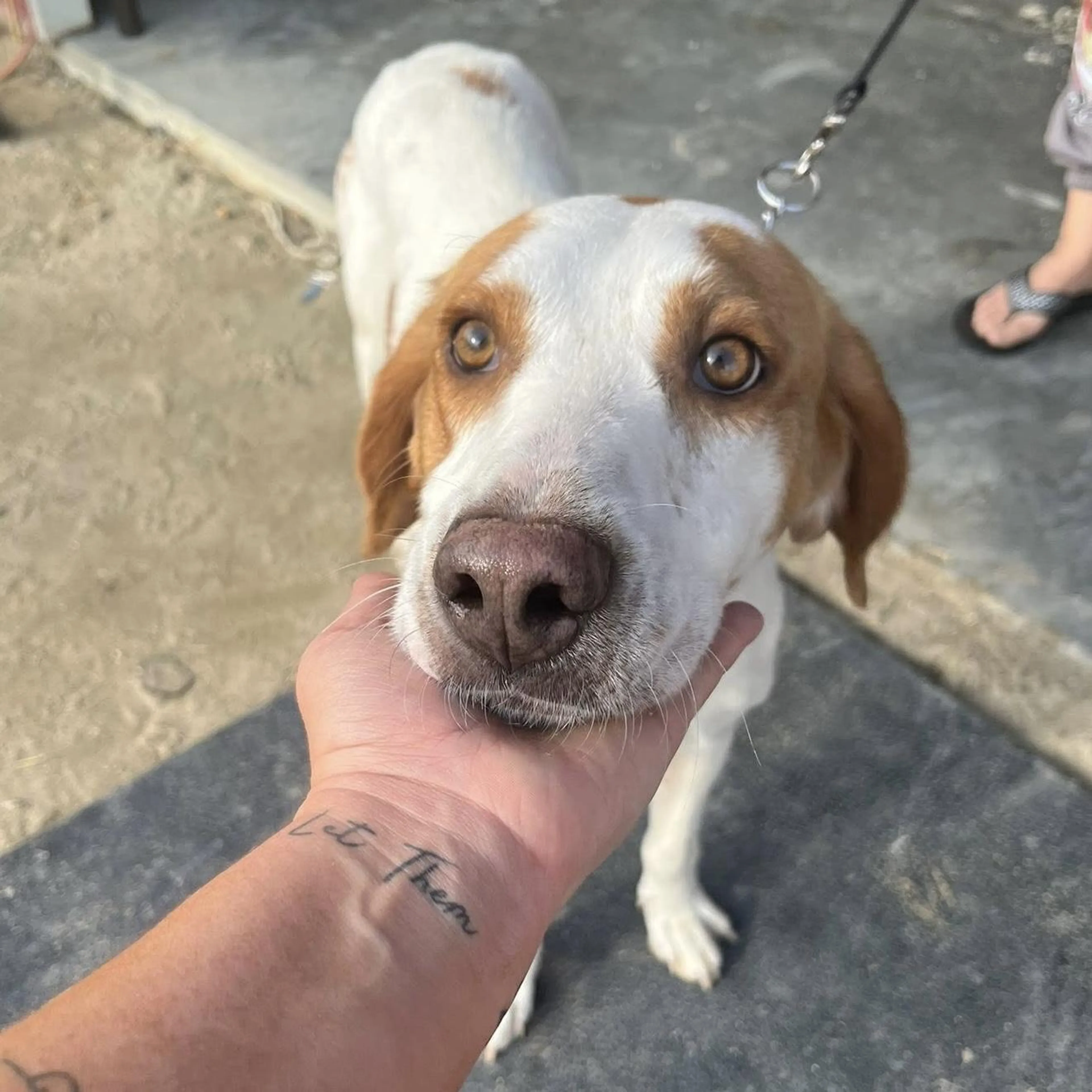 Found pet-1