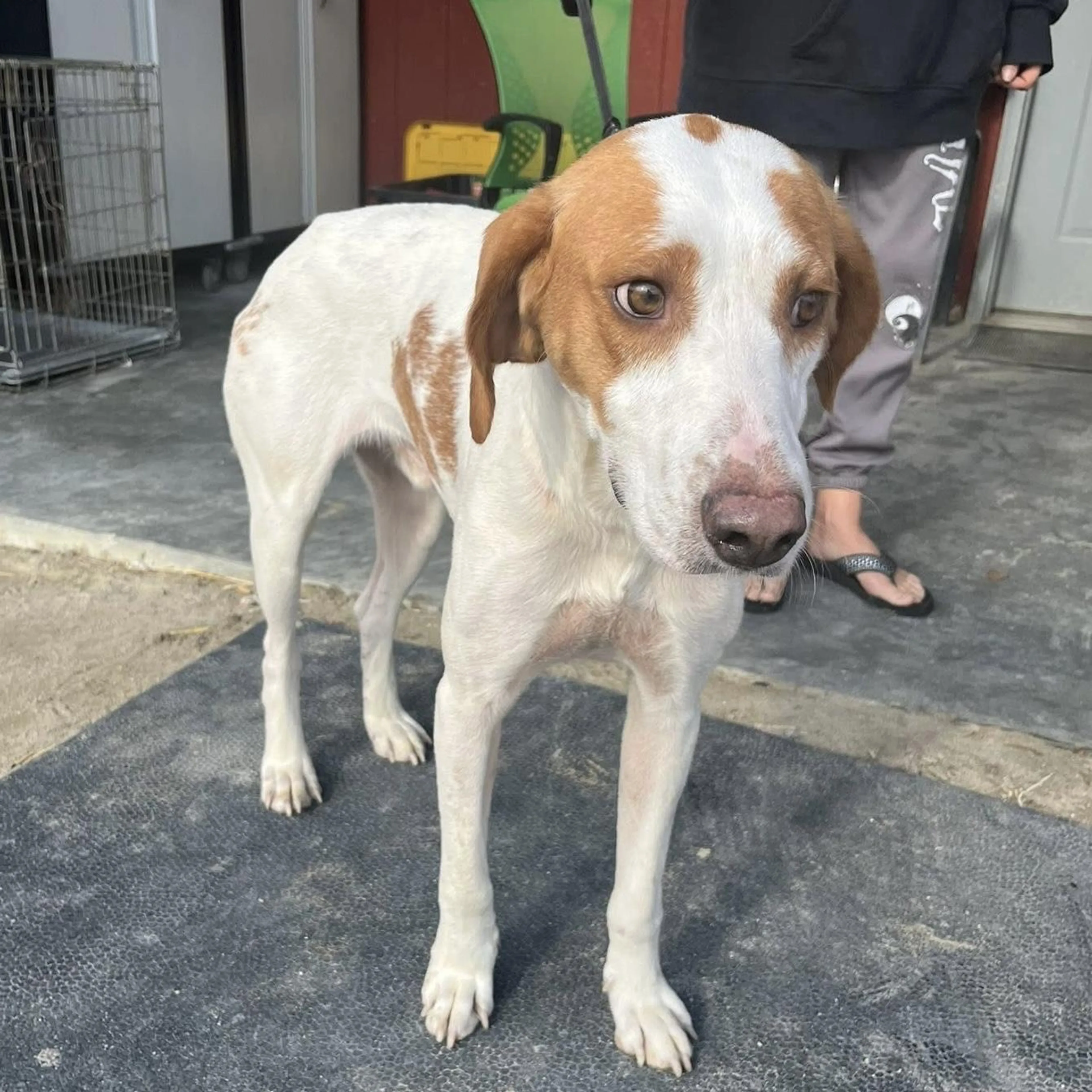 Found pet-3