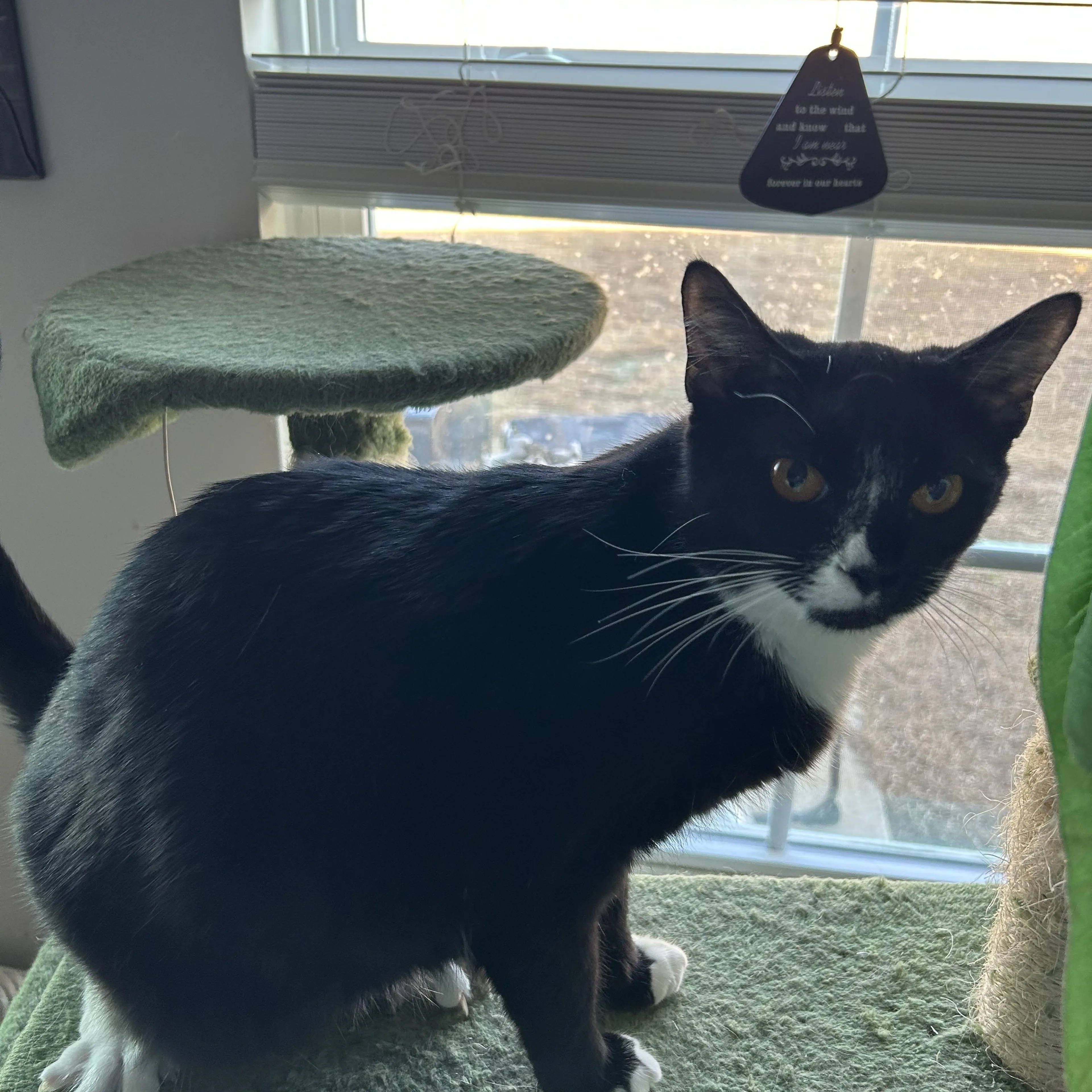 Found pet-1