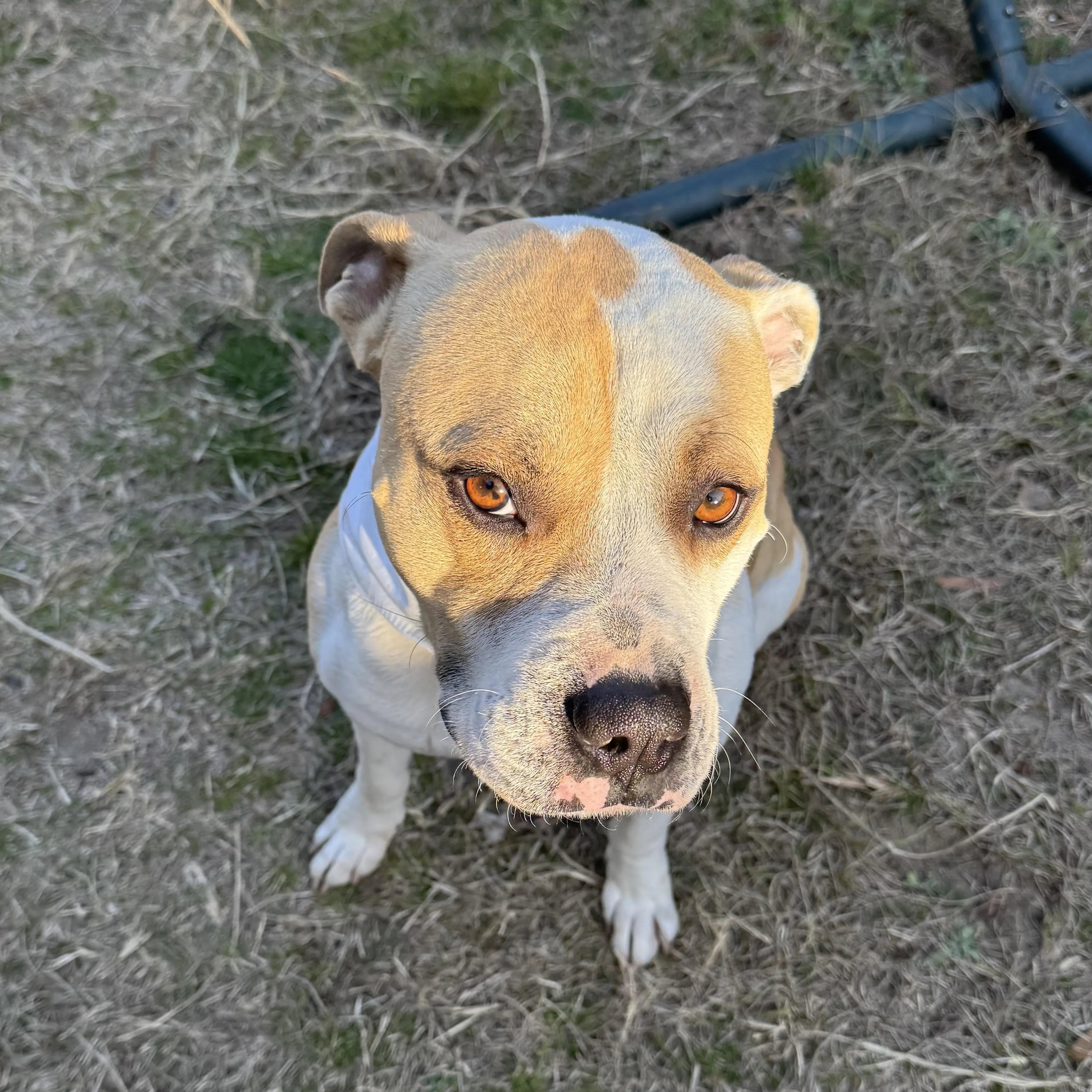 Found pet-5