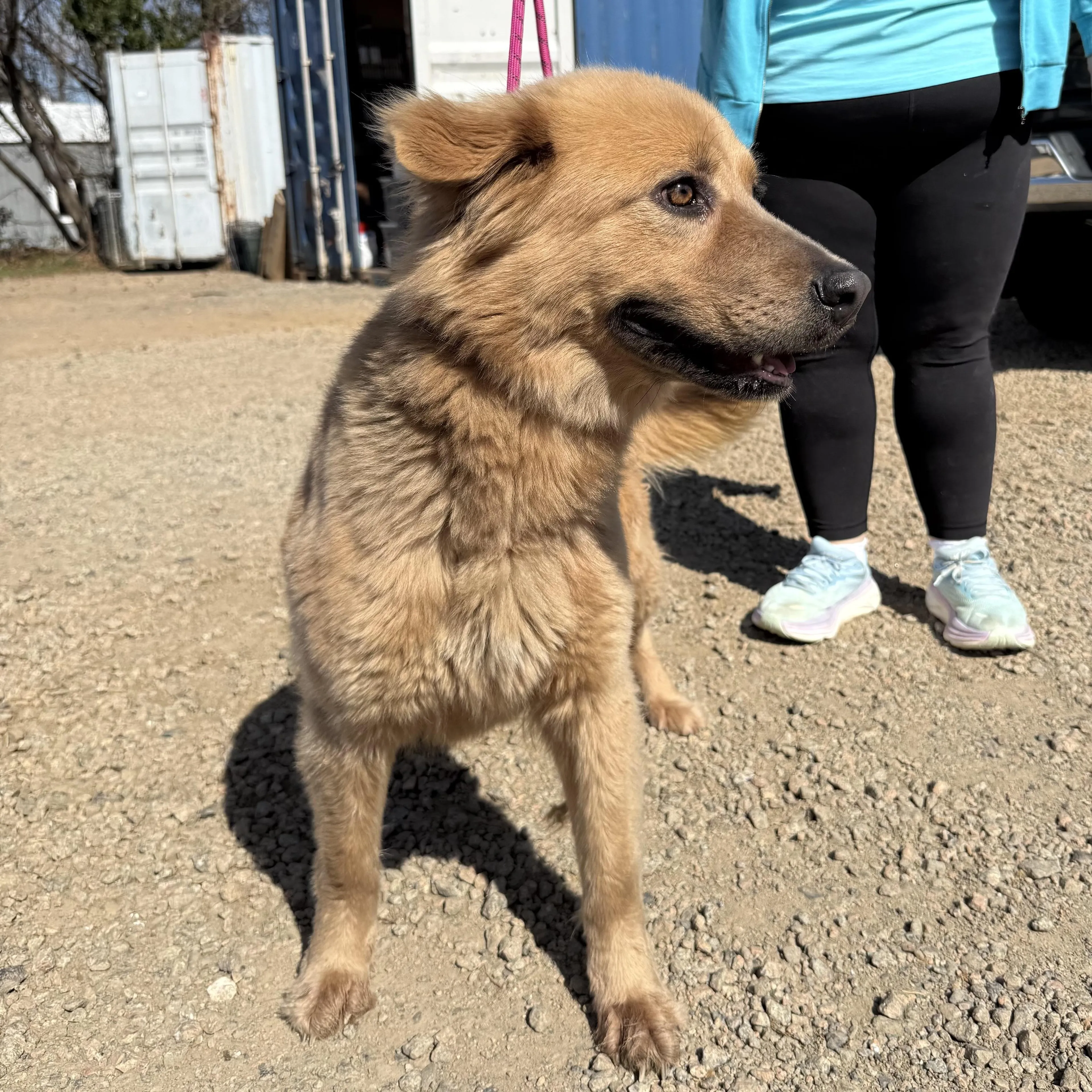 Found pet-3