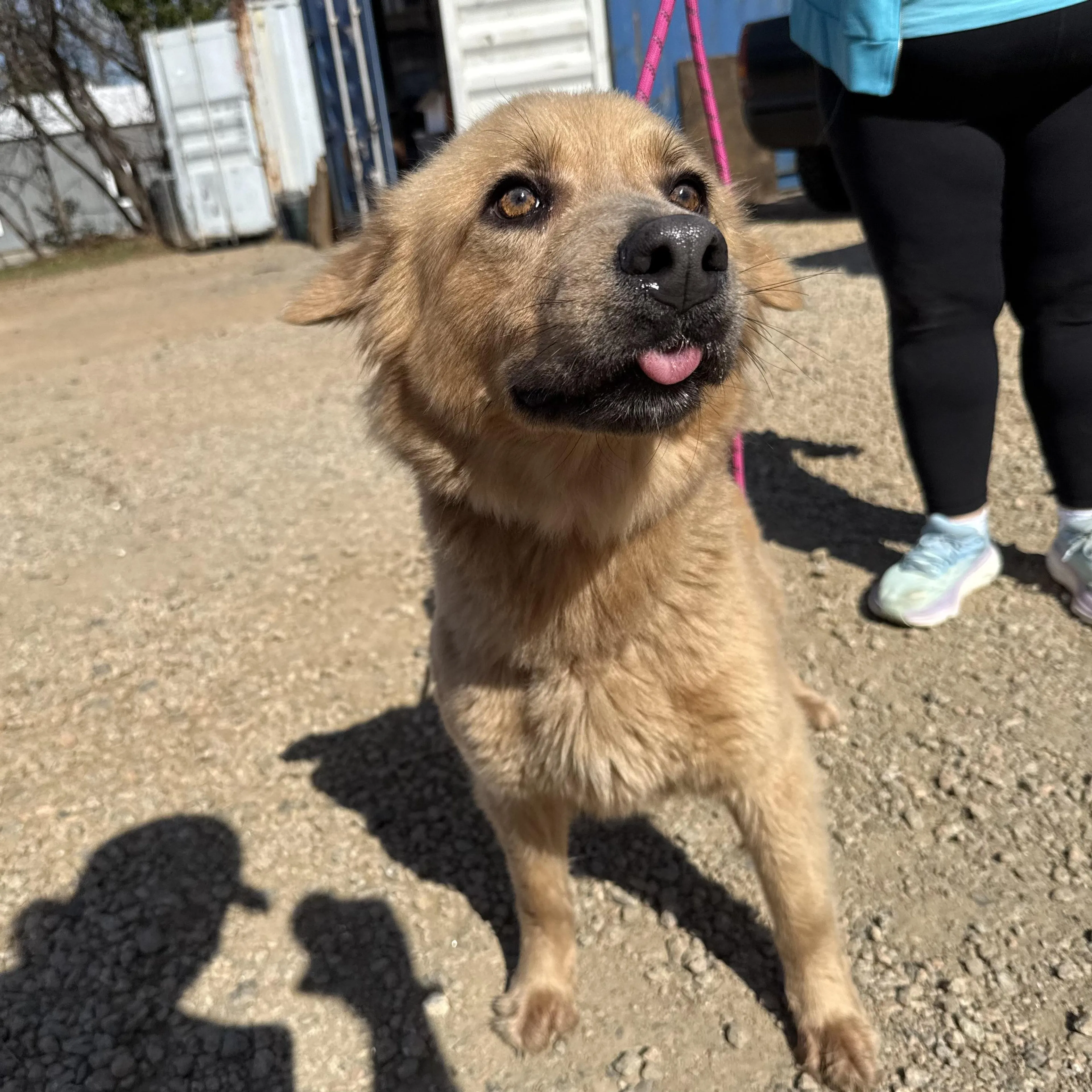 Found pet-1