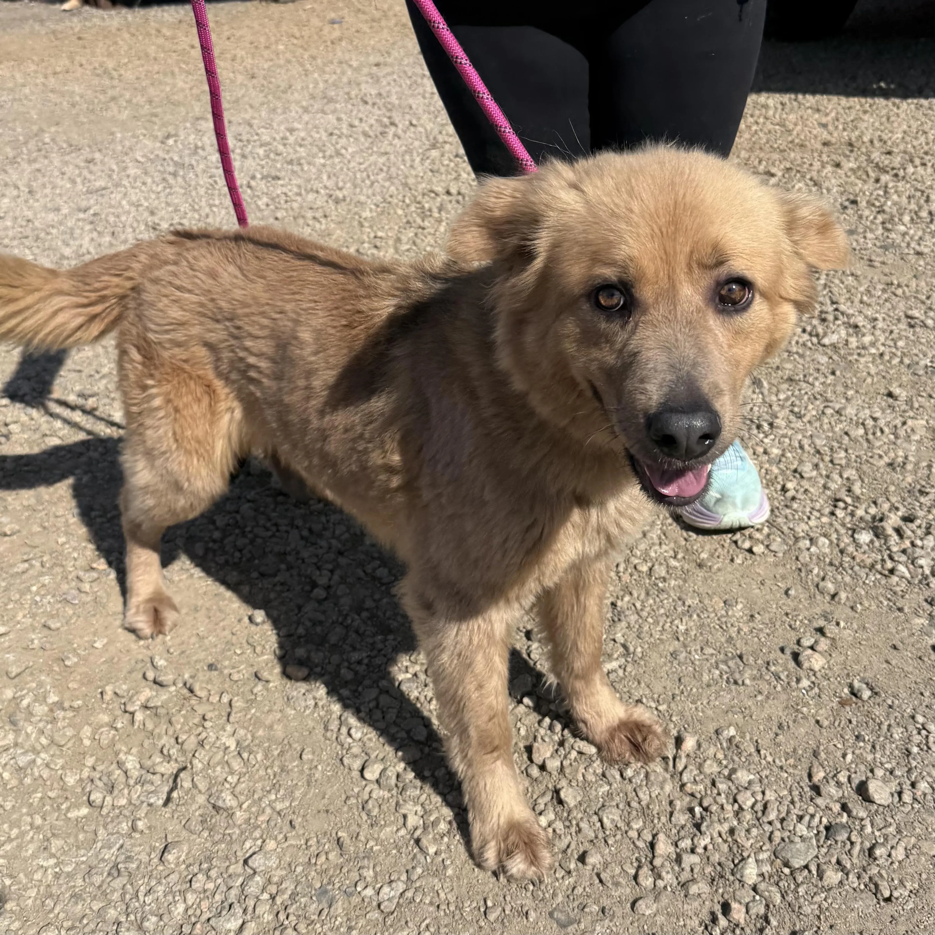 Found pet-4
