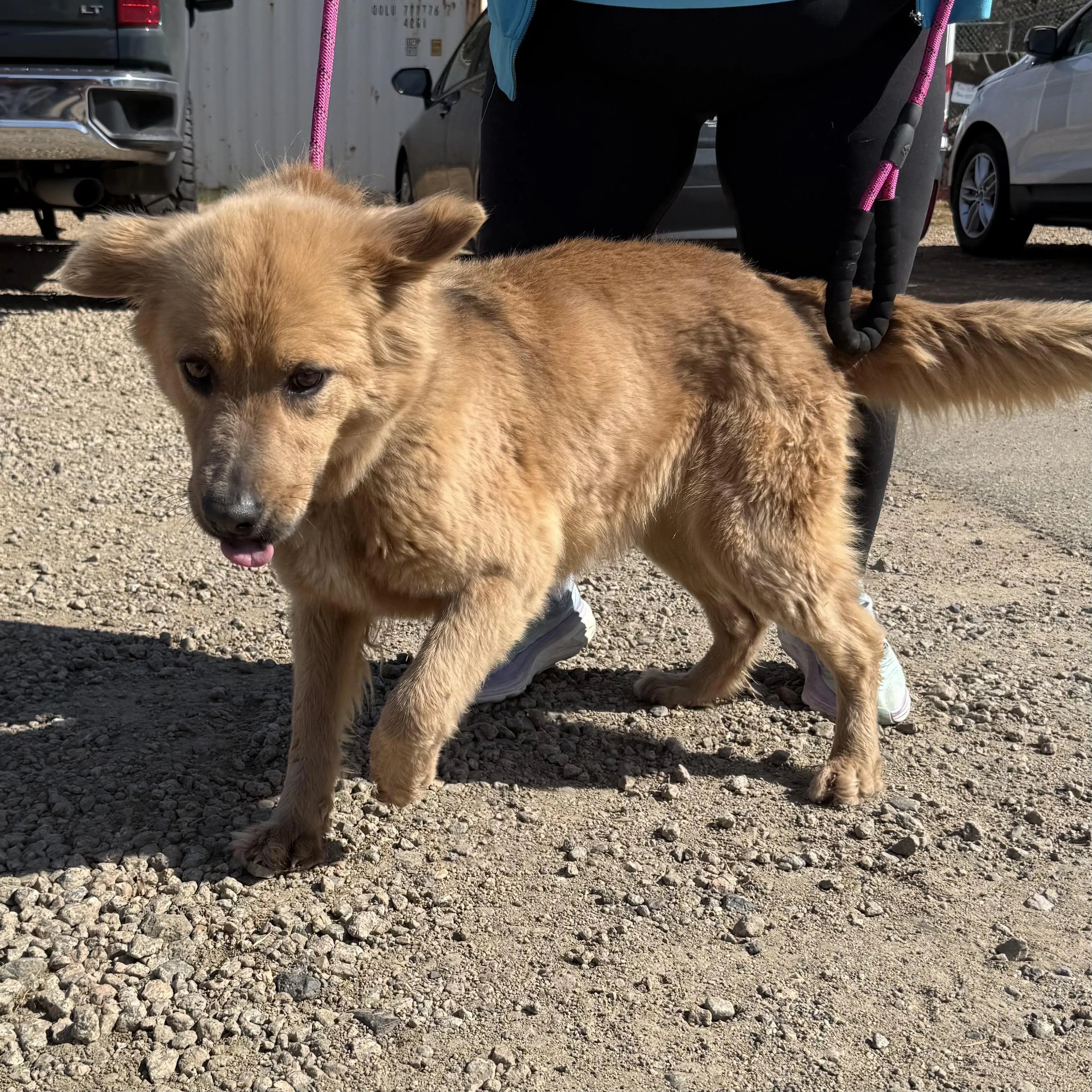 Found pet-1
