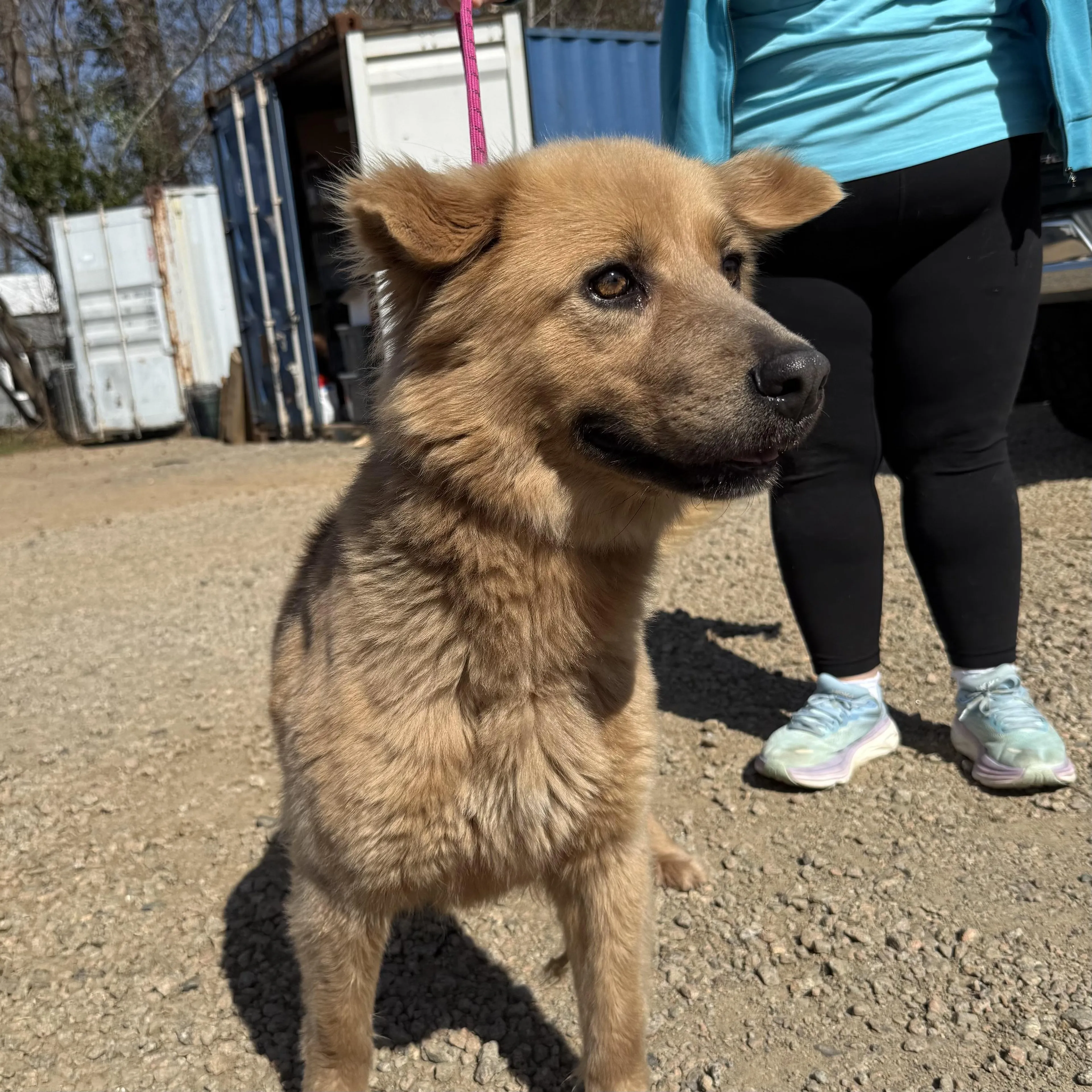 Found pet-4