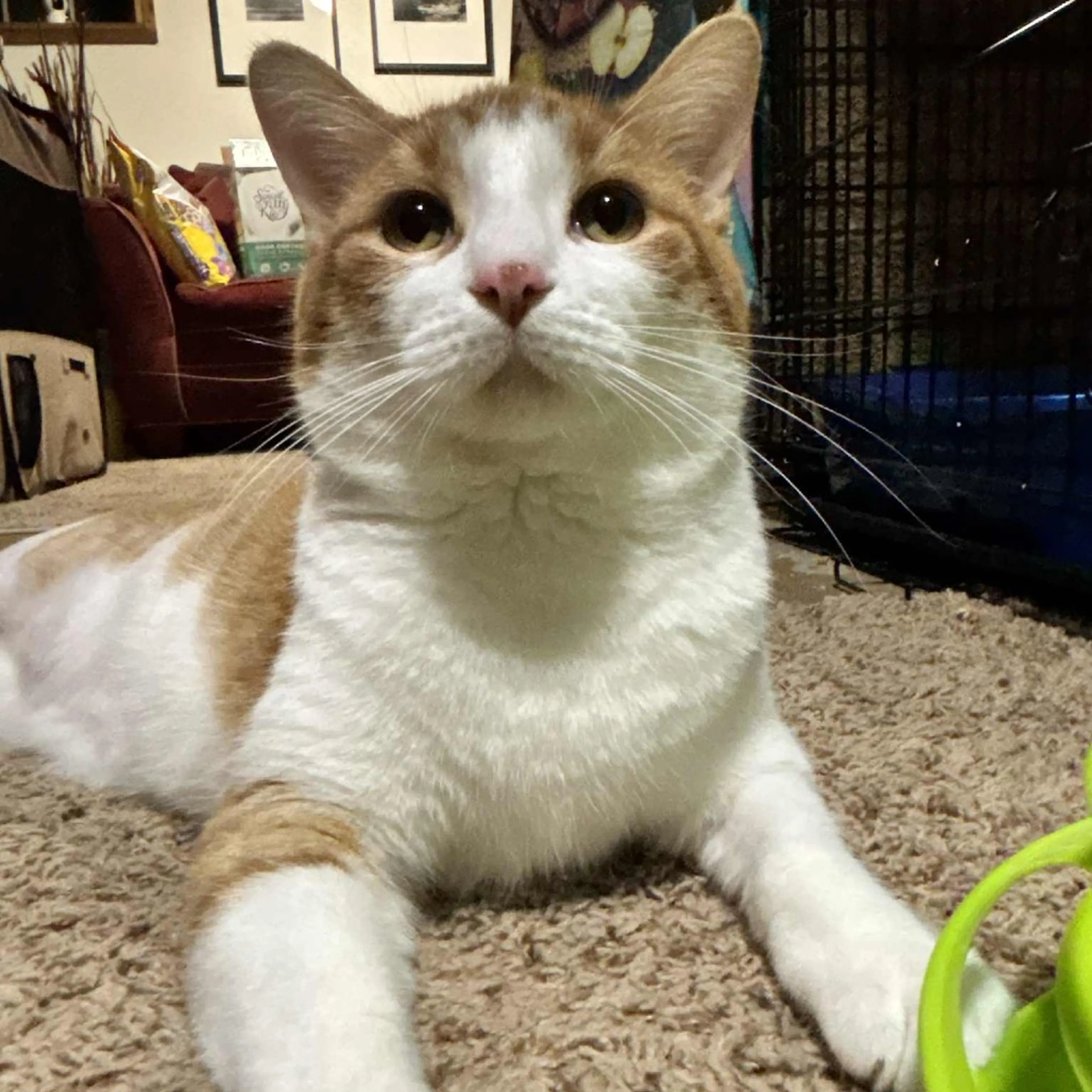 Found pet-1