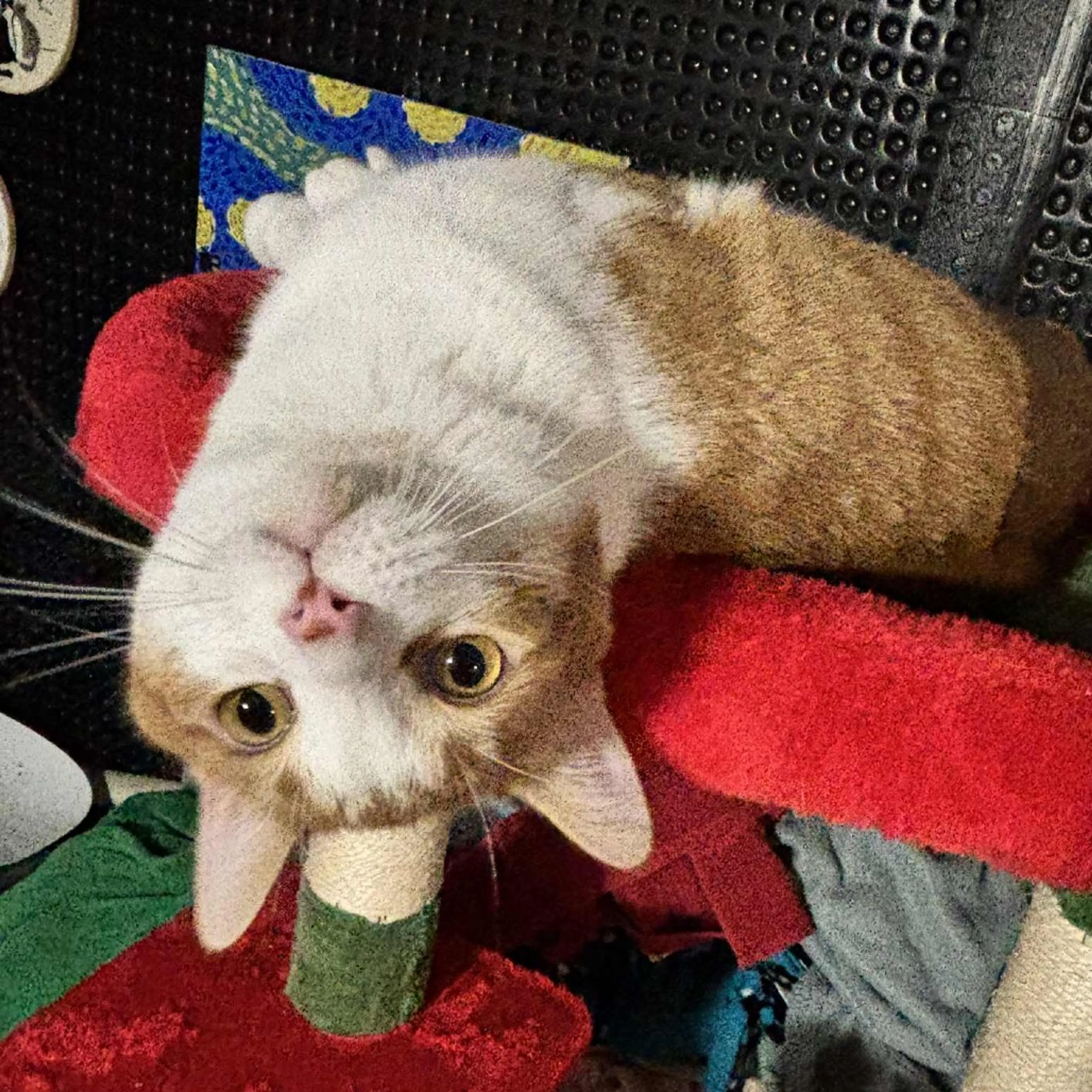 Found pet-0