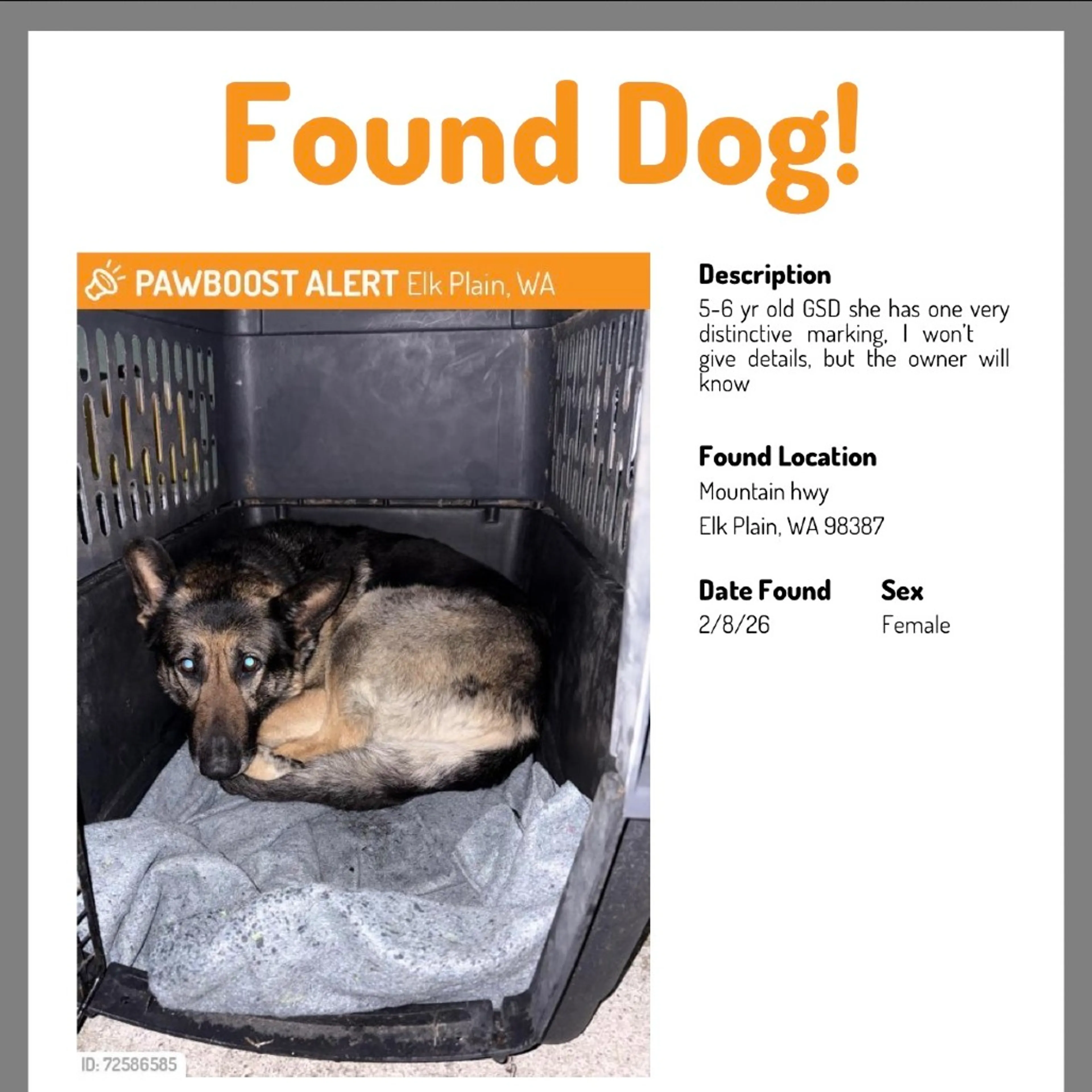 Found pet