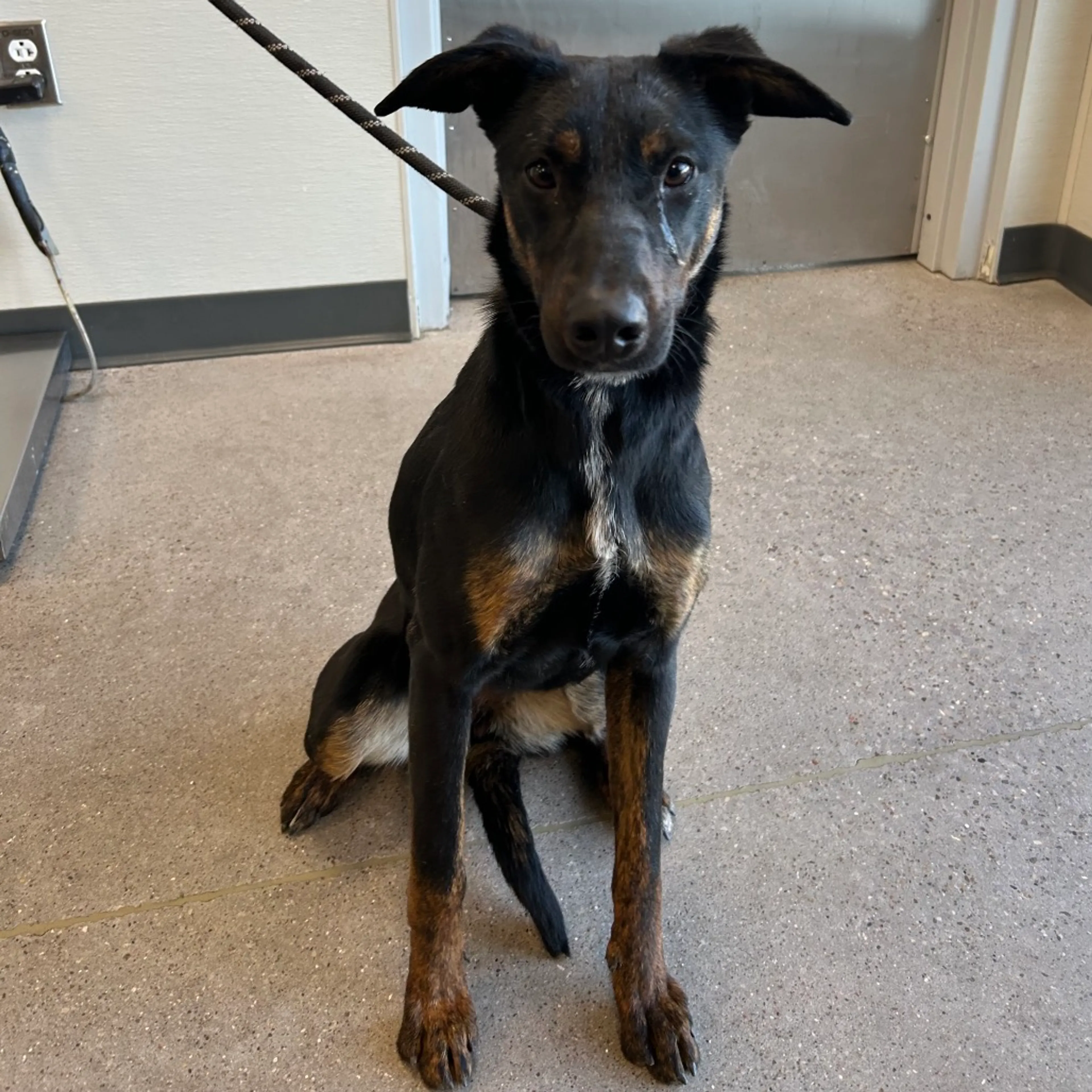 Found pet-2