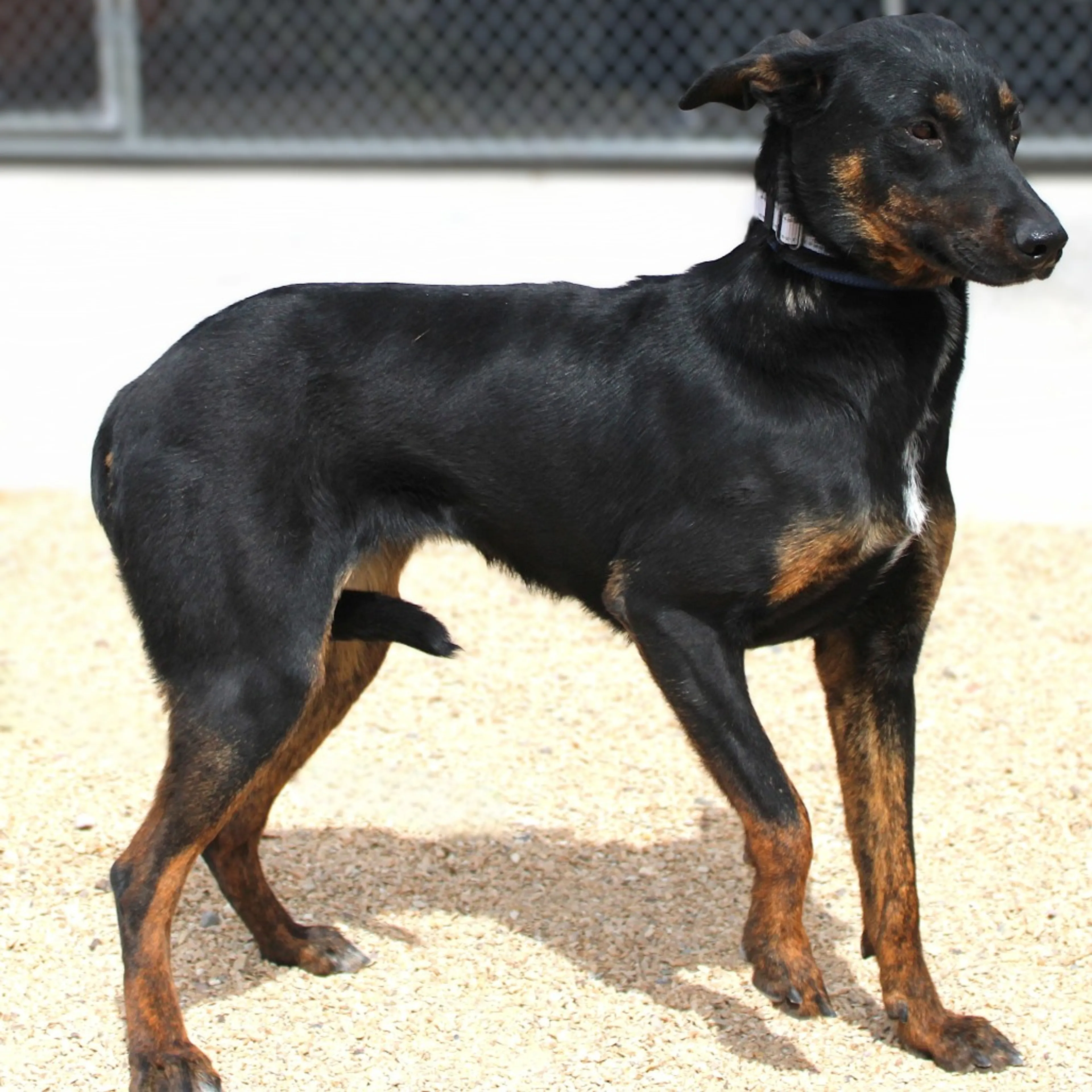 Found pet-11