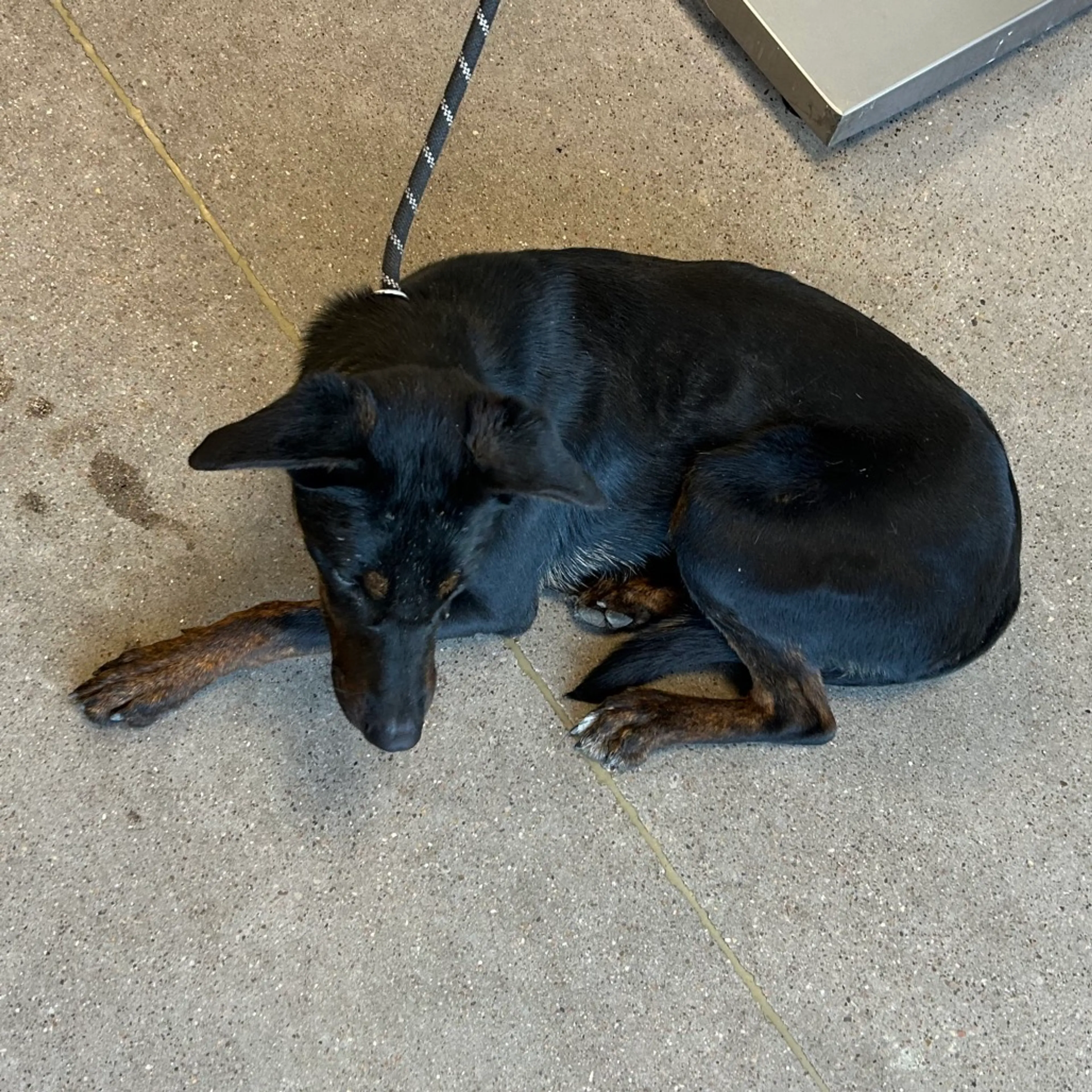 Found pet-4