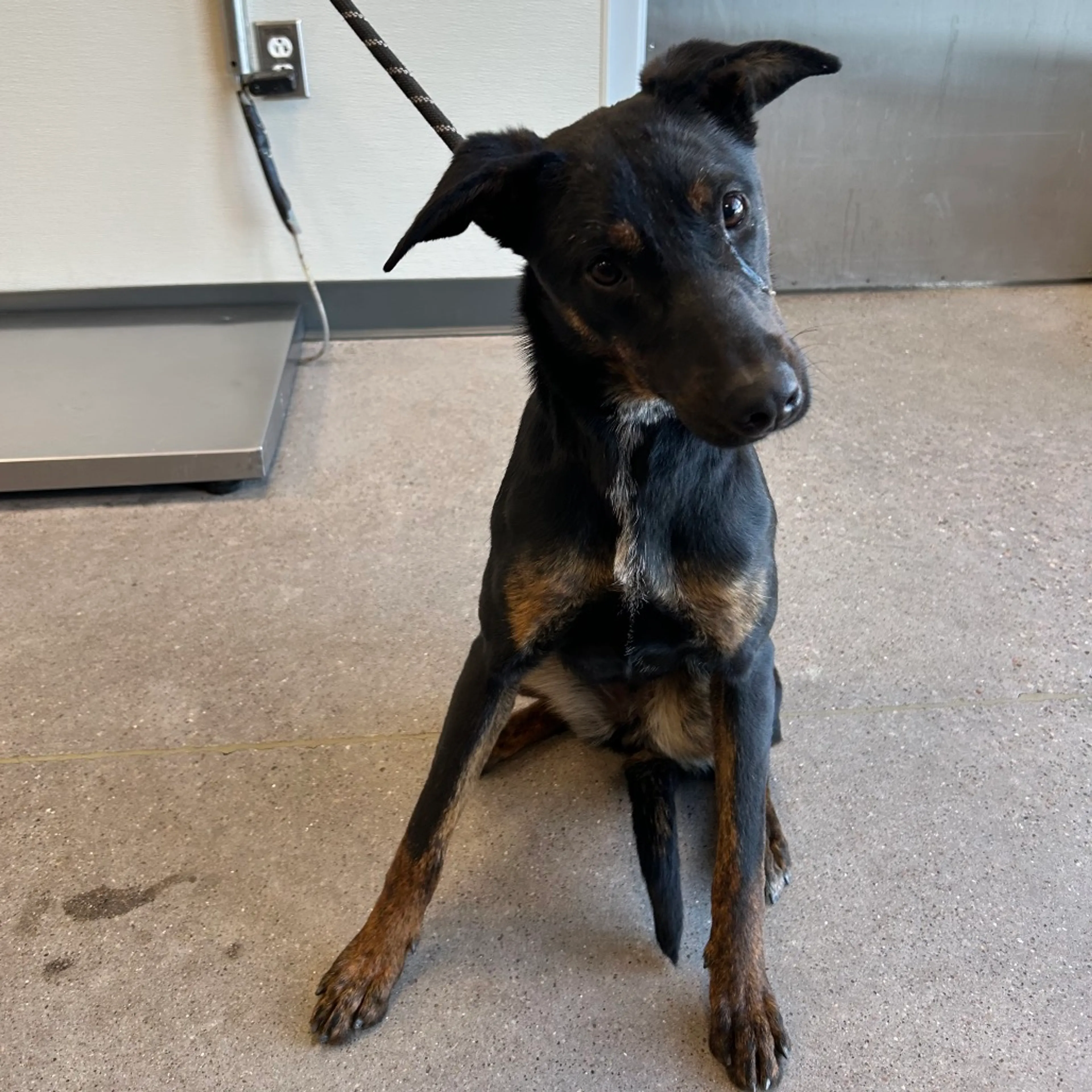 Found pet-1