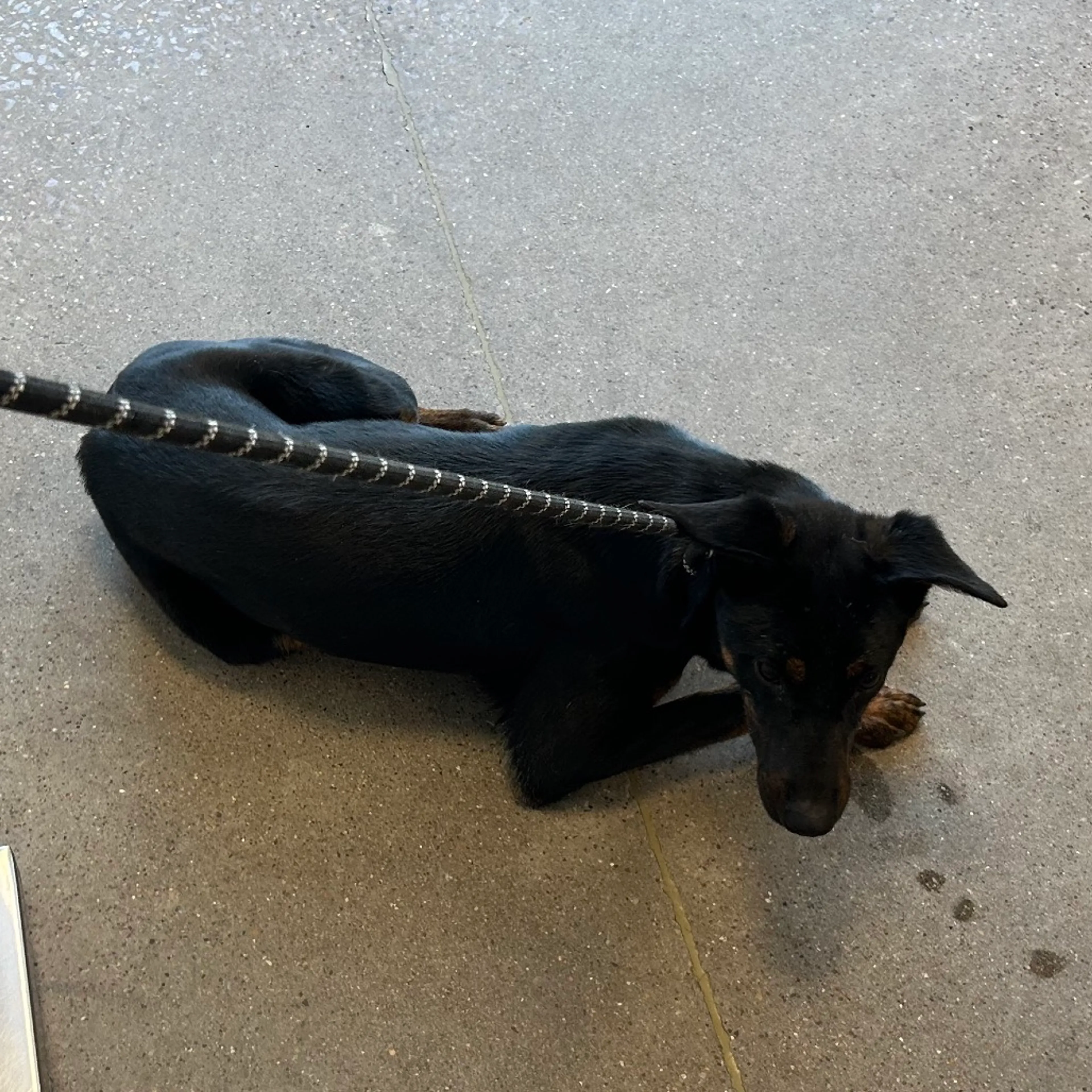 Found pet-3