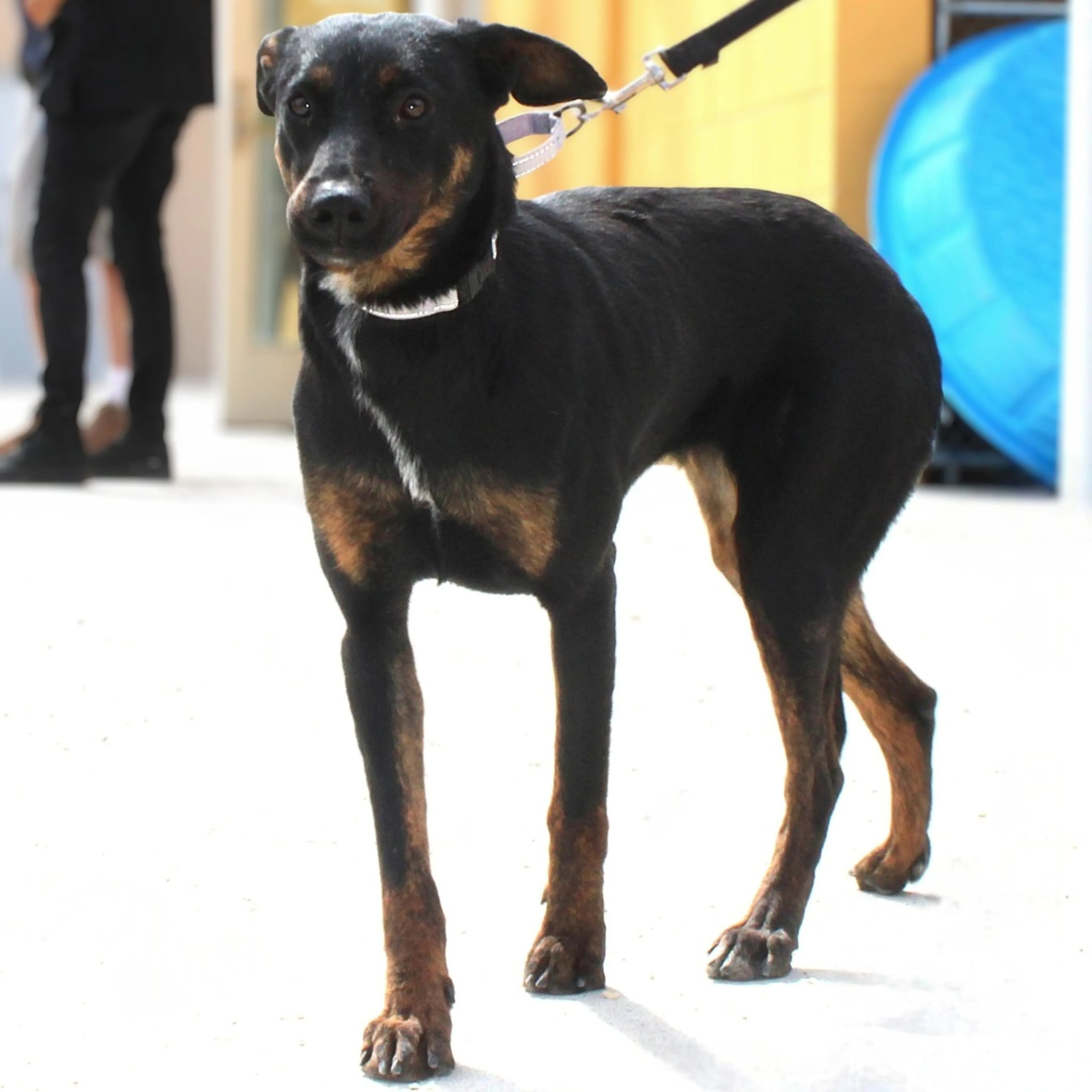 Found pet-13