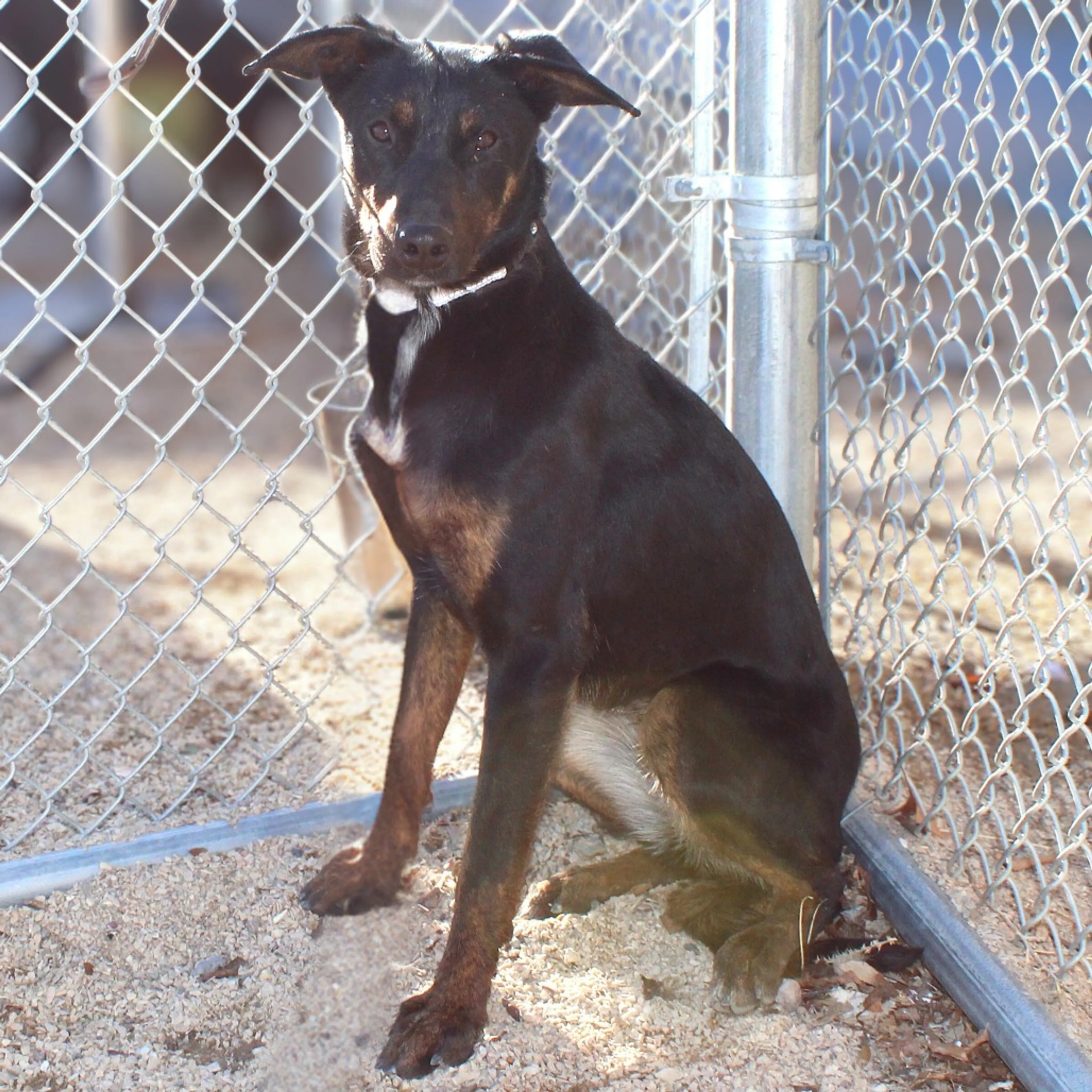 Found pet-6