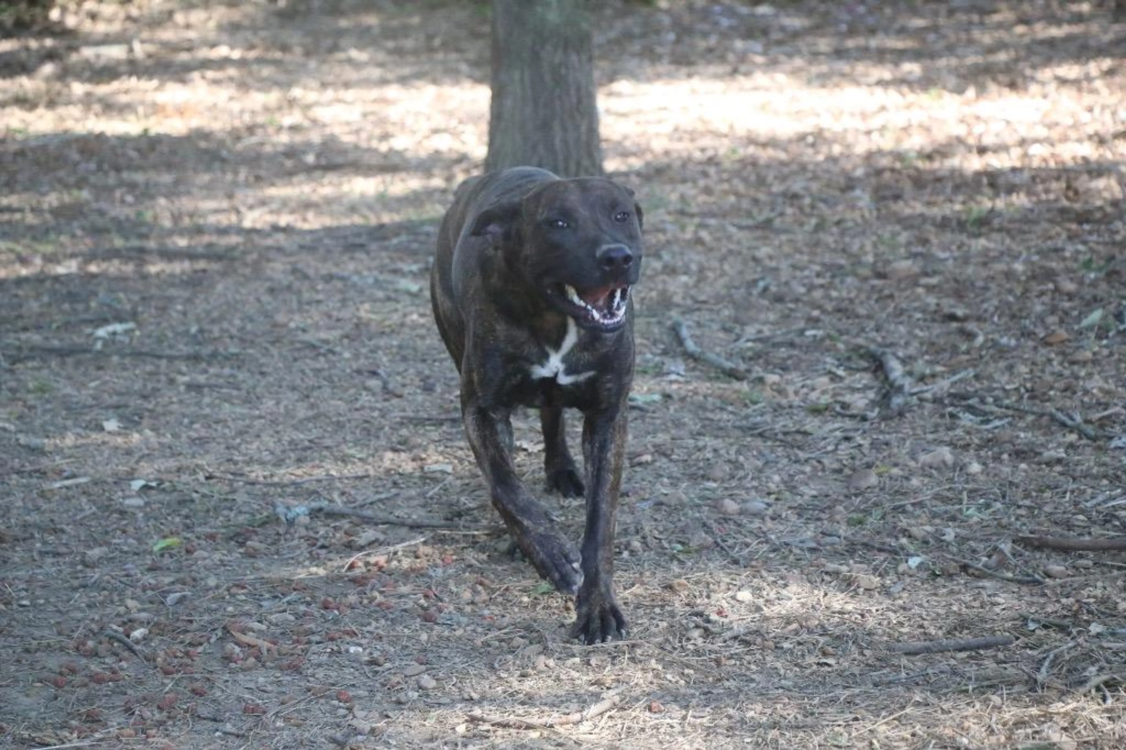 Found pet-4