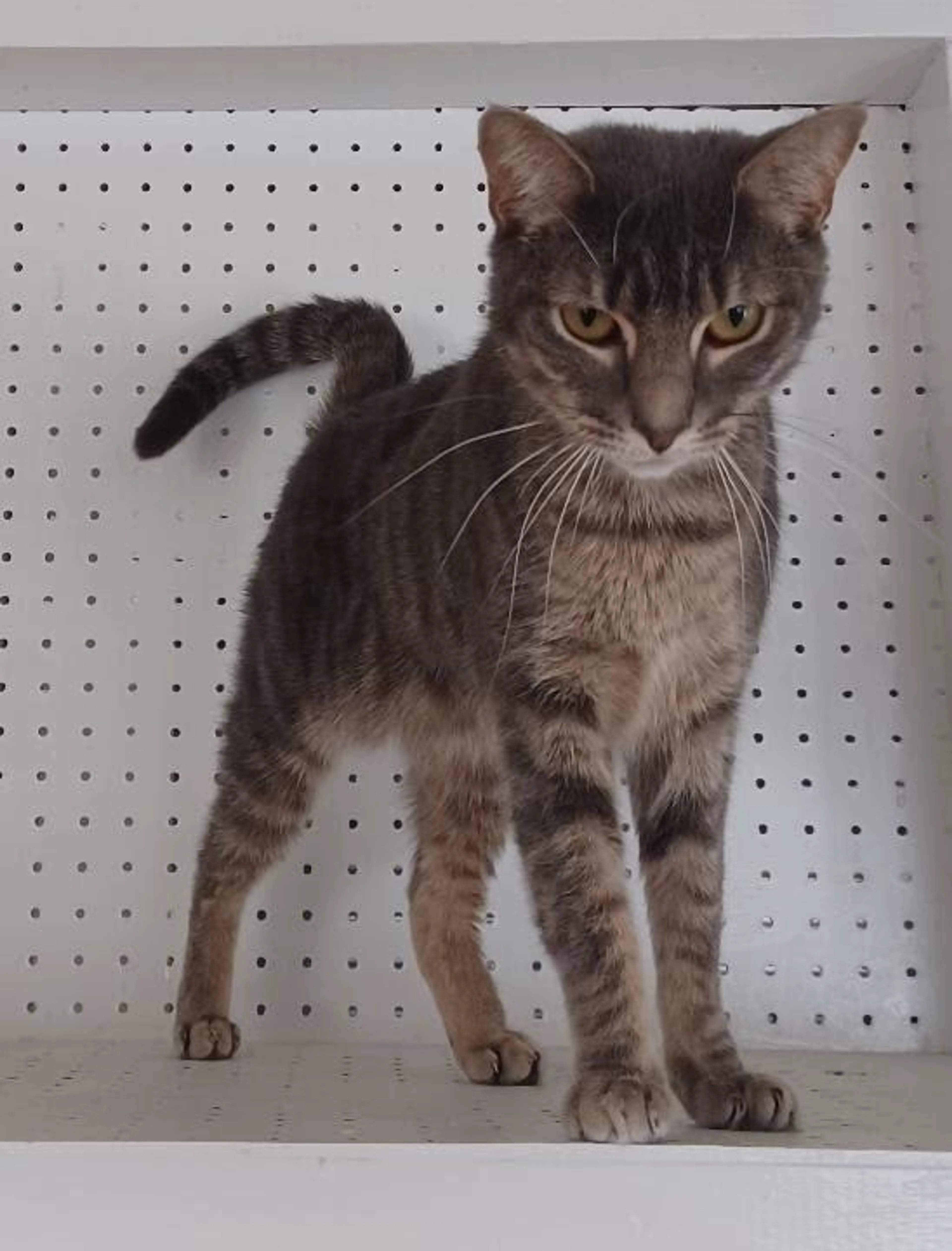 Found pet-4