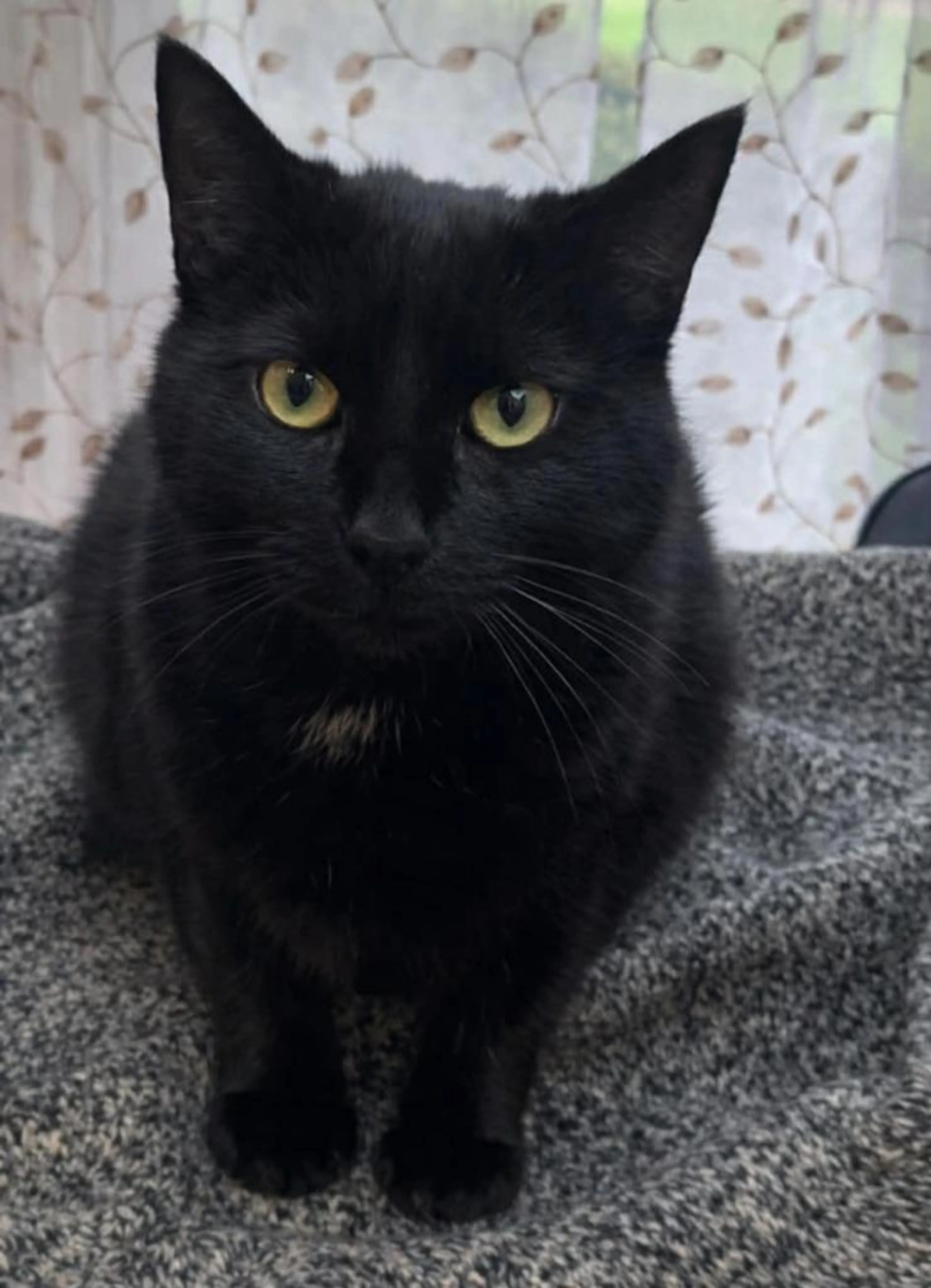 Found pet-2