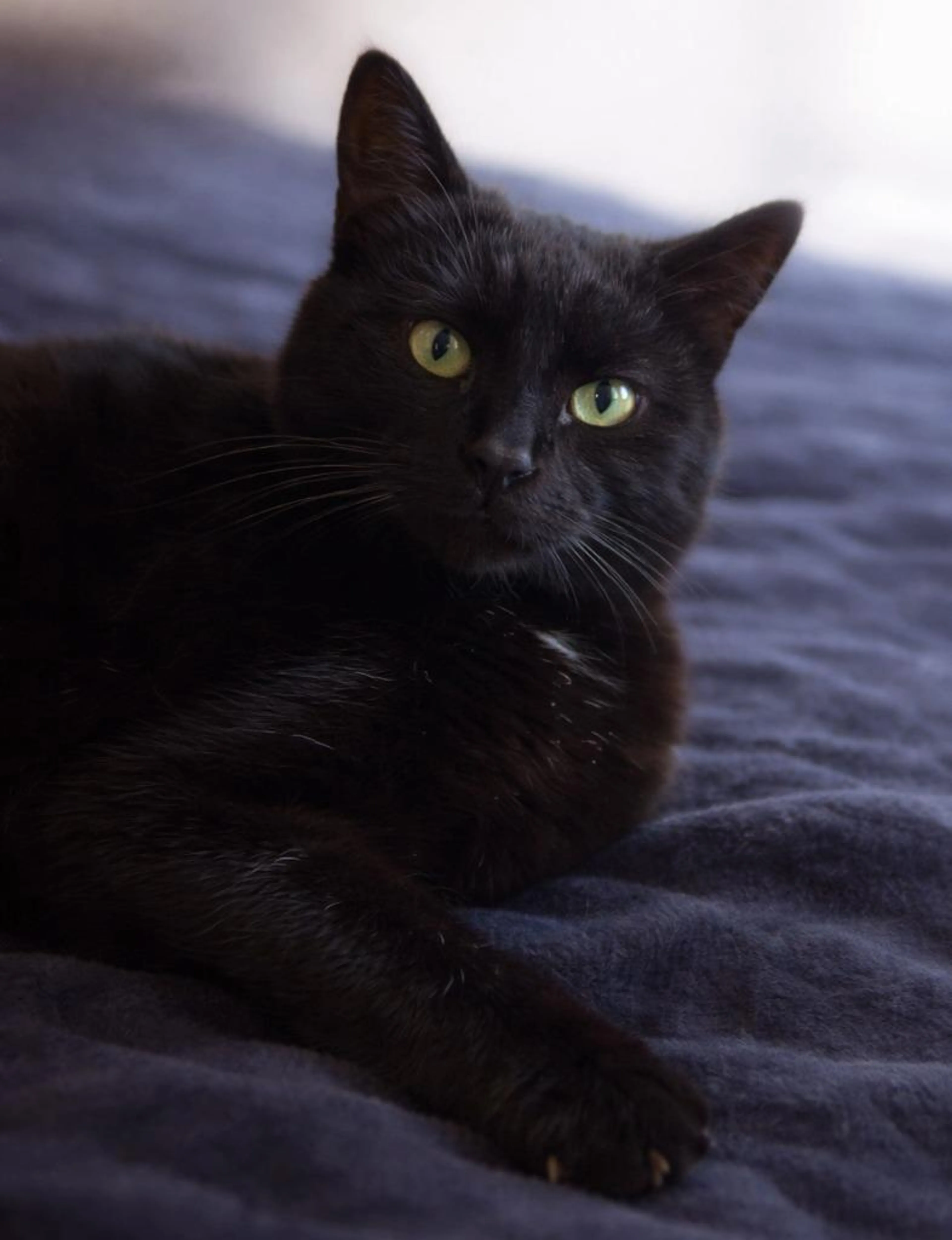 Found pet-1