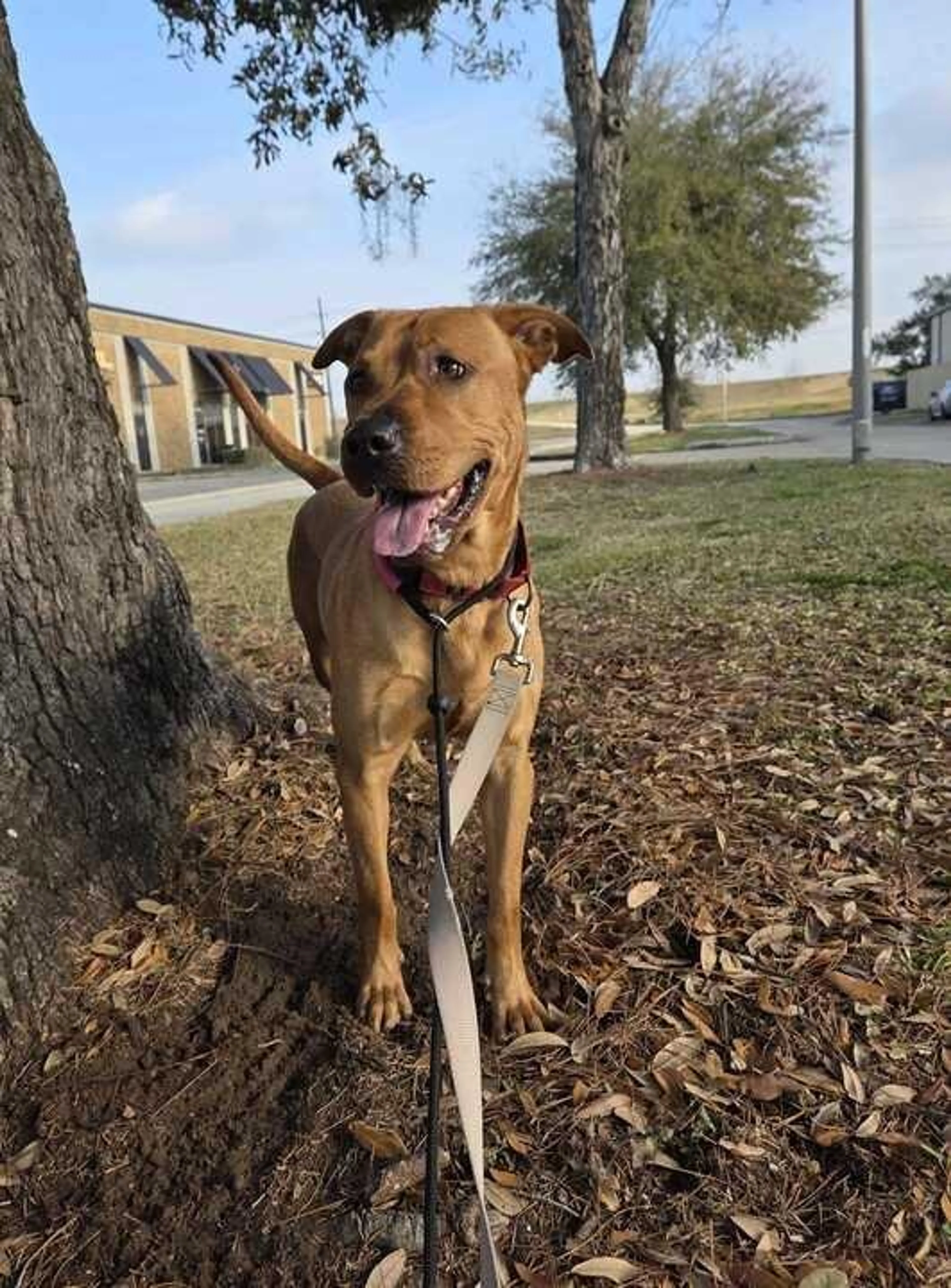 Found pet-4