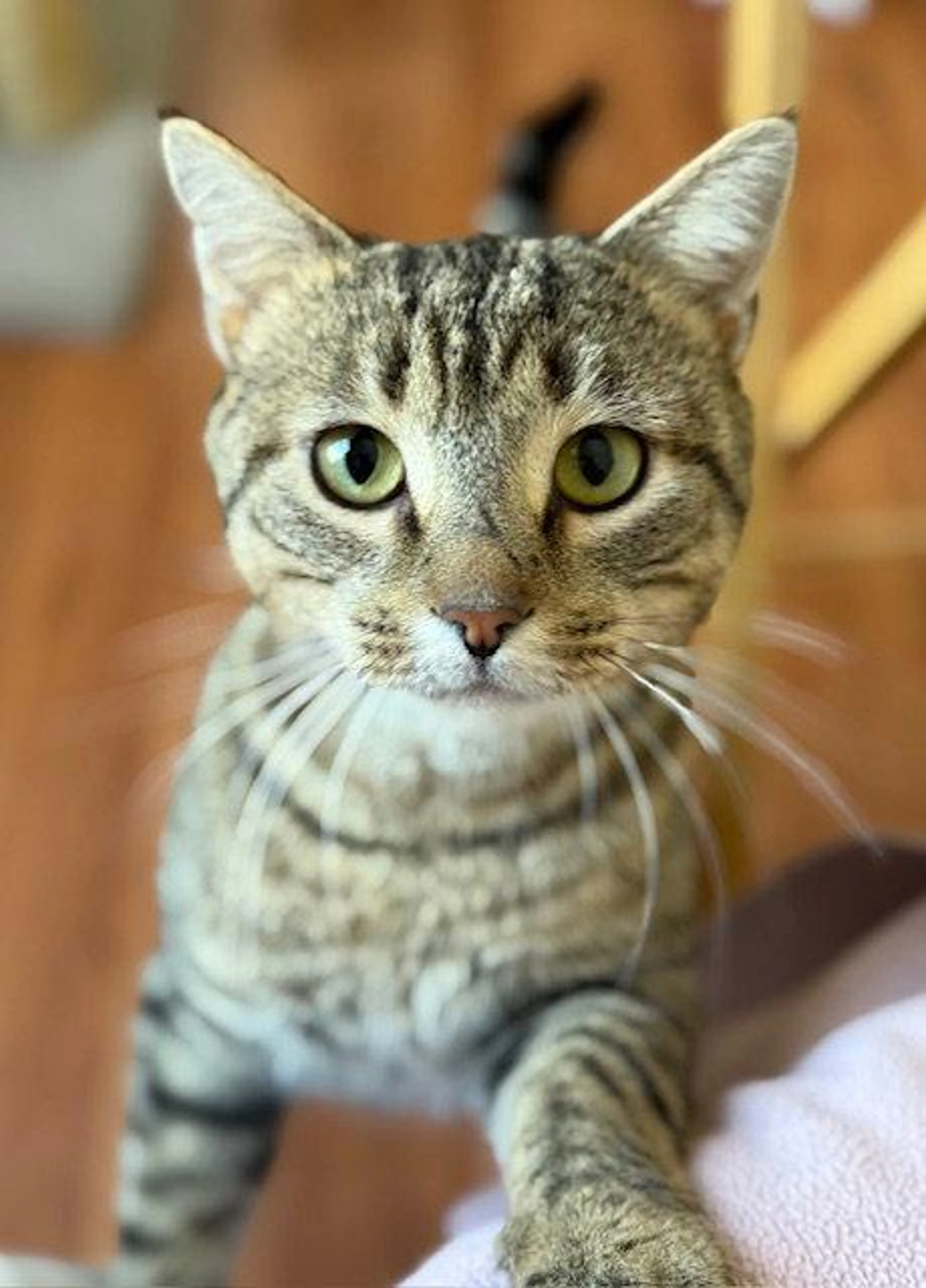 Found pet-1
