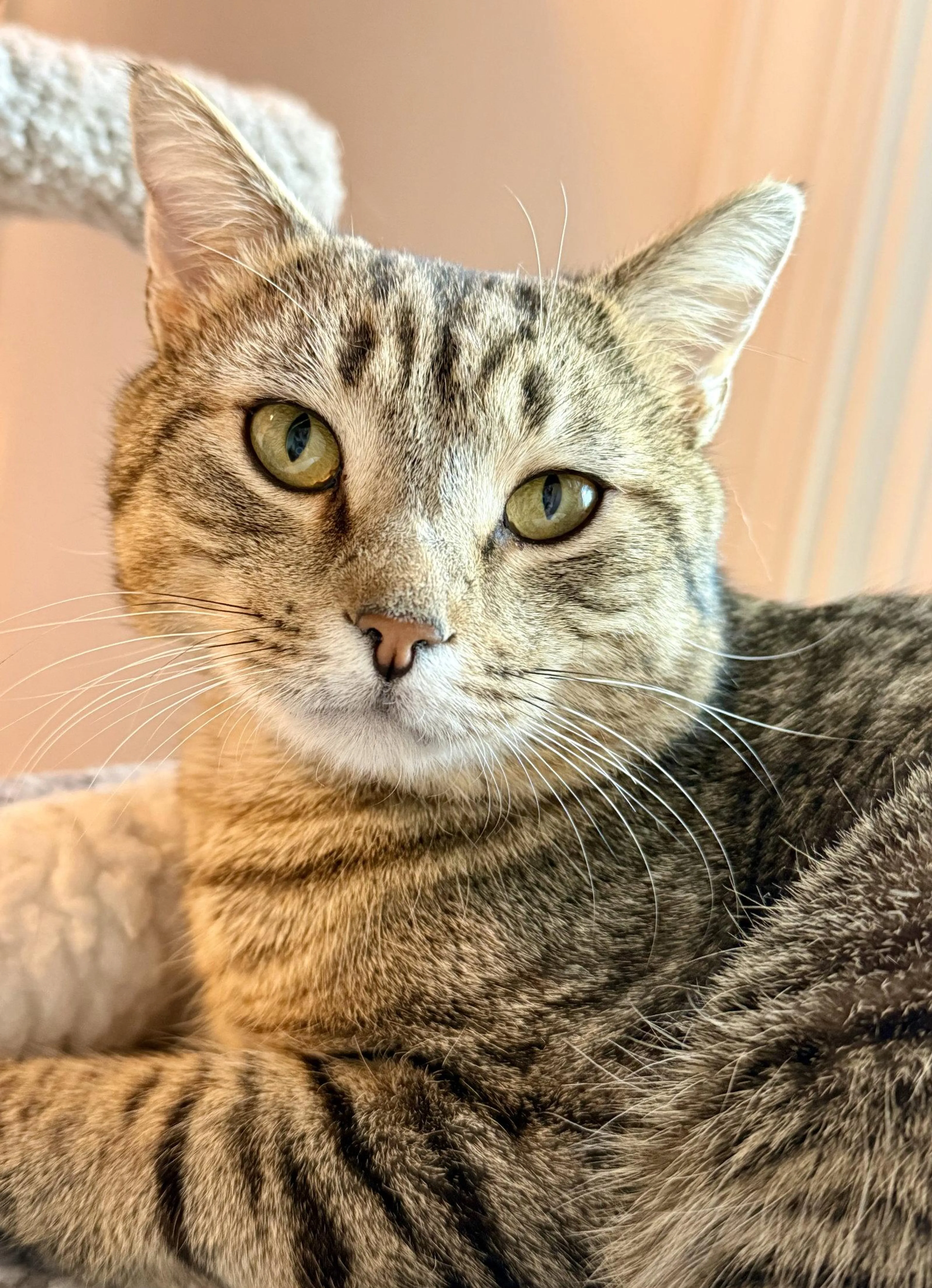 Found pet-2